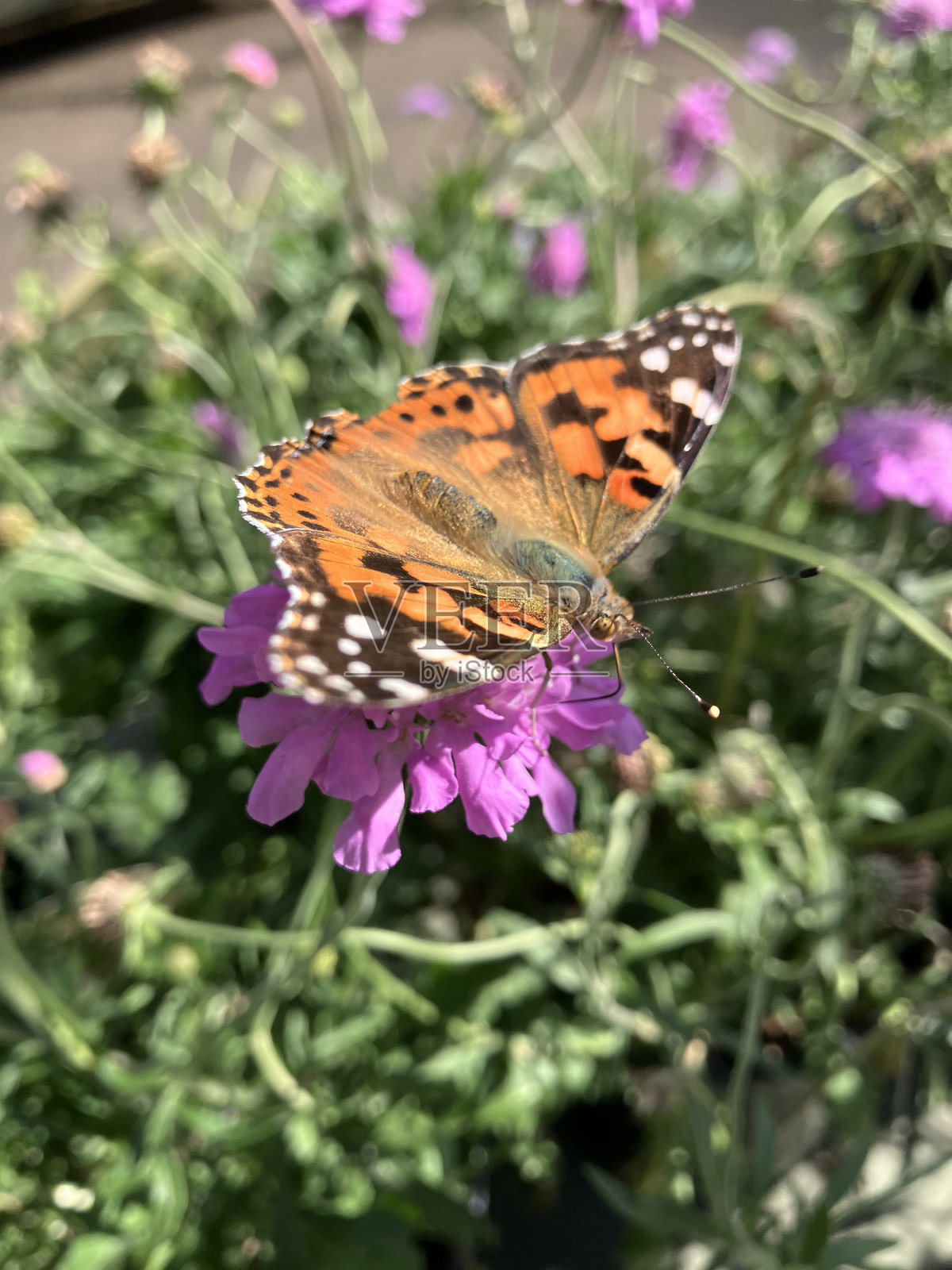 从上方拍摄的彩绘女士蝴蝶肖像照片摄影图片