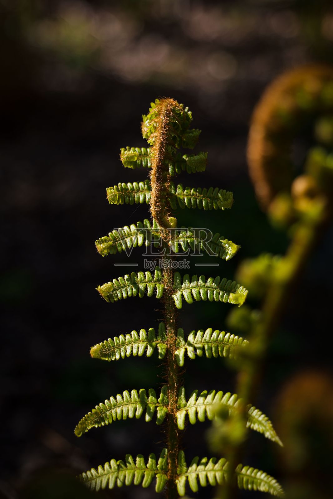 微小绿色叶子的特写照片摄影图片