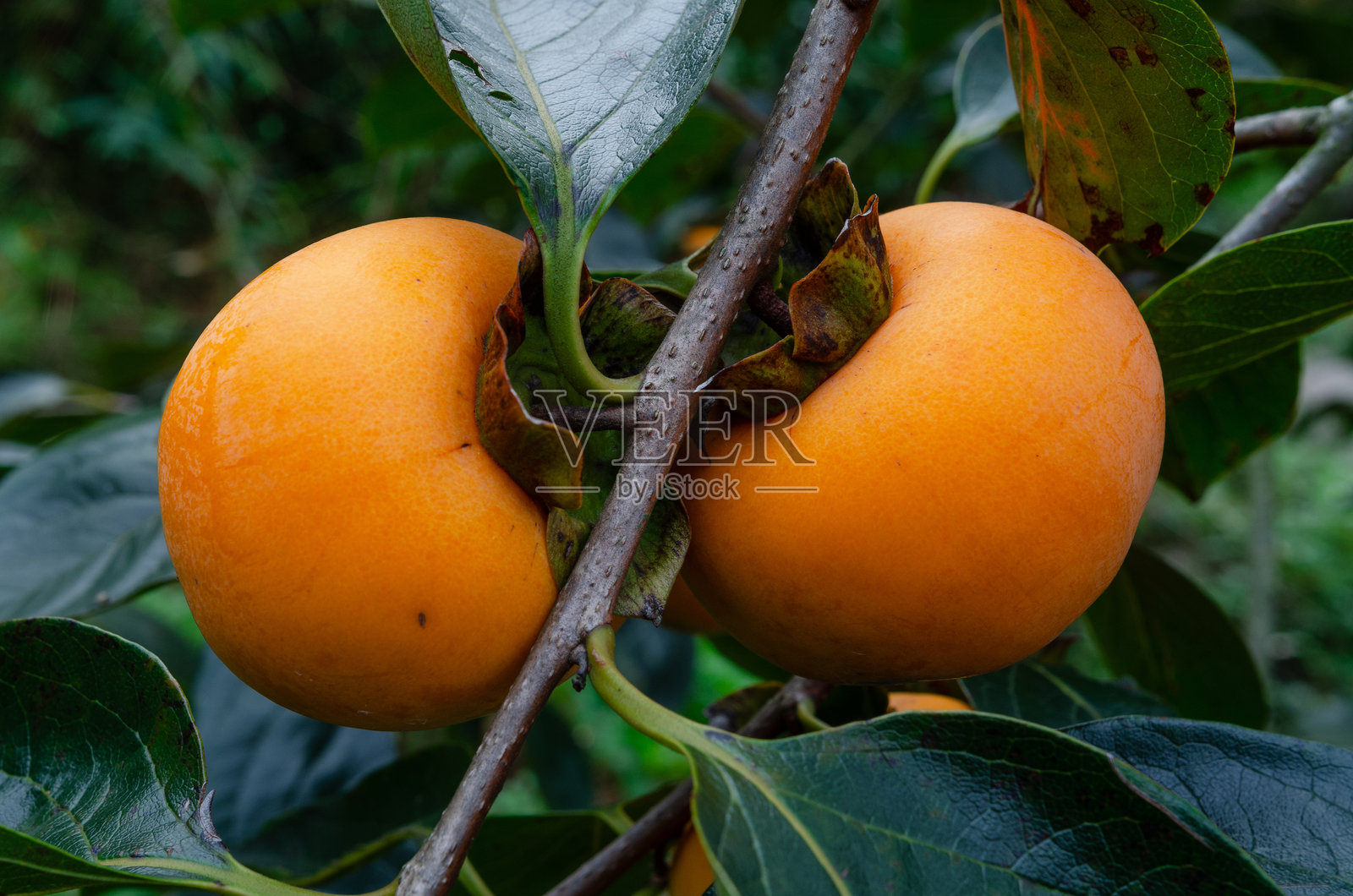 成熟的柿子照片摄影图片