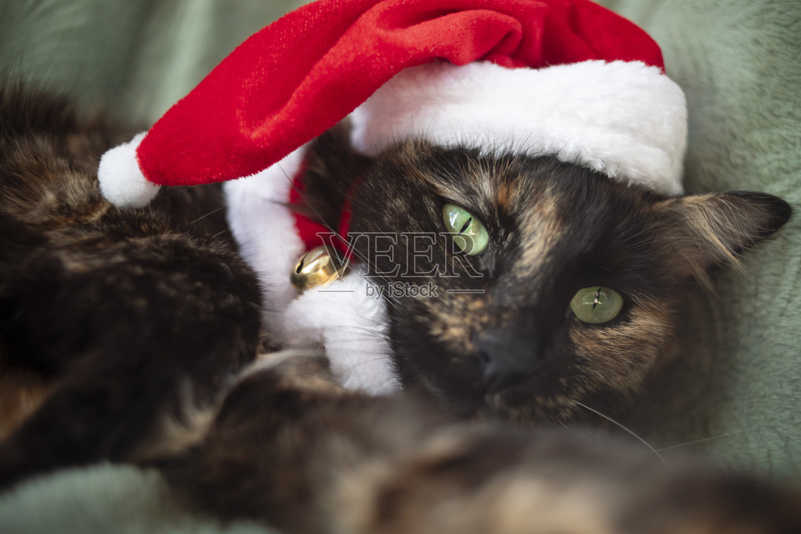 戴着圣诞帽的美丽家猫搞笑肖像照片摄影图片