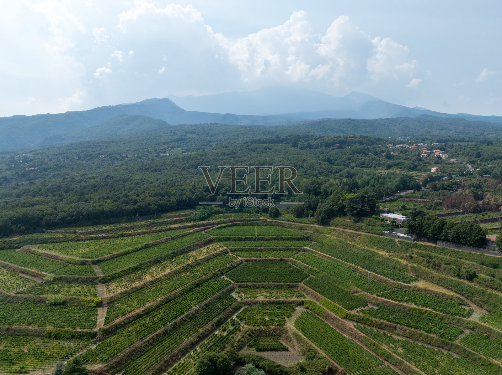 西西里岛的葡萄园照片摄影图片