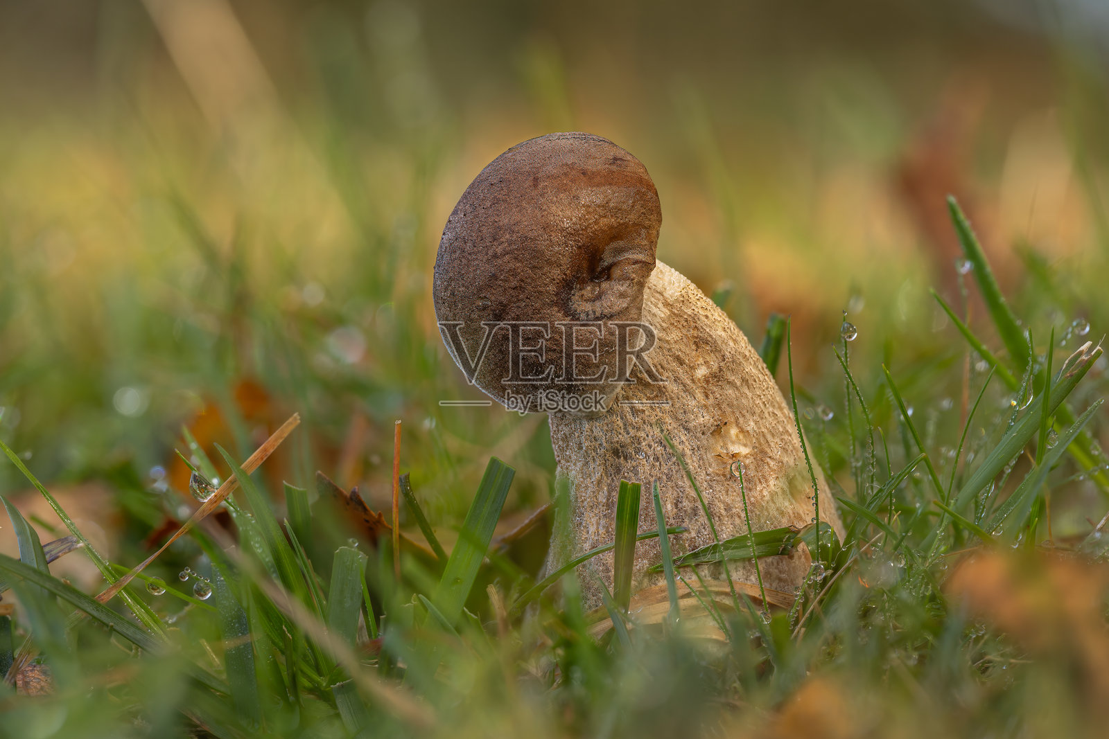 奇妙的真菌照片摄影图片