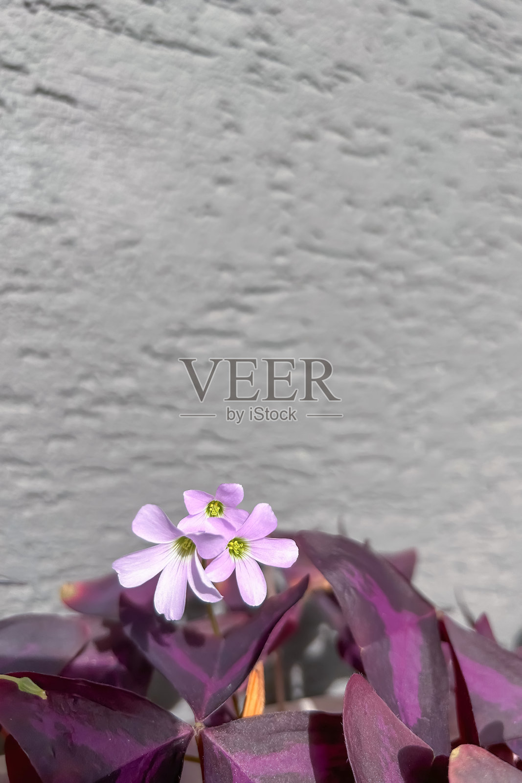 两朵小巧精致的紫色花朵照片摄影图片