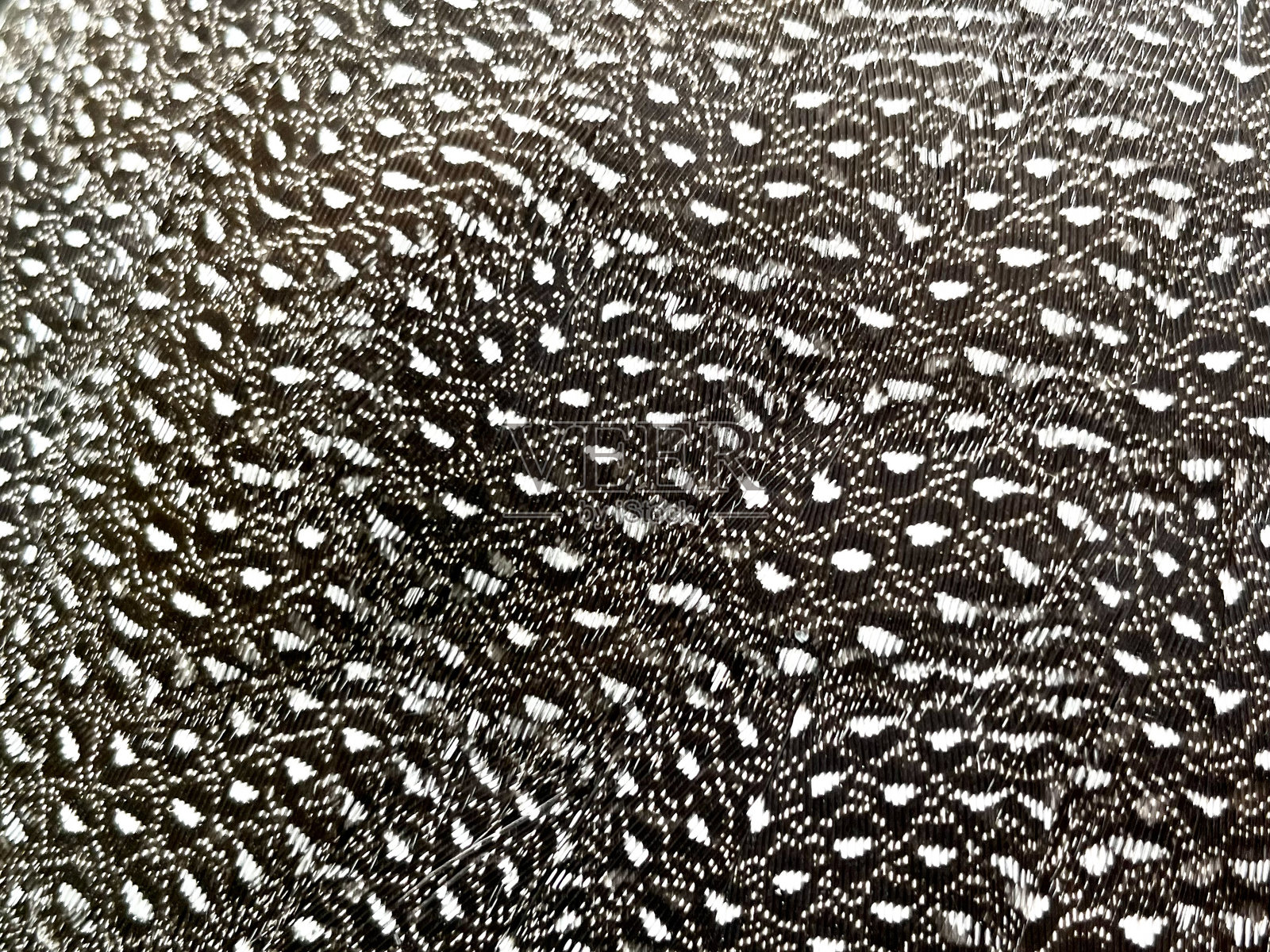 羽毛照片摄影图片