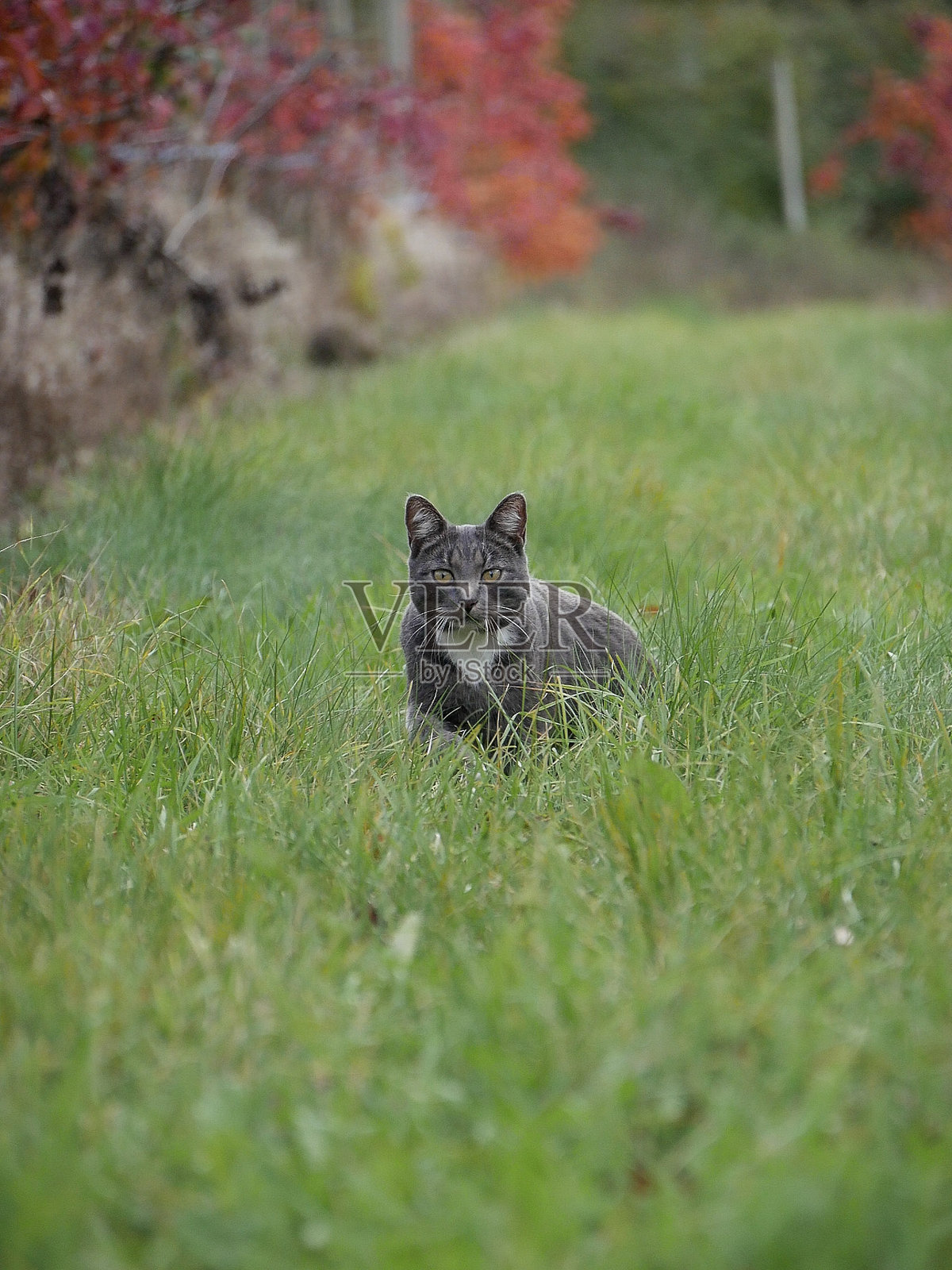 猫在高草中捕猎照片摄影图片