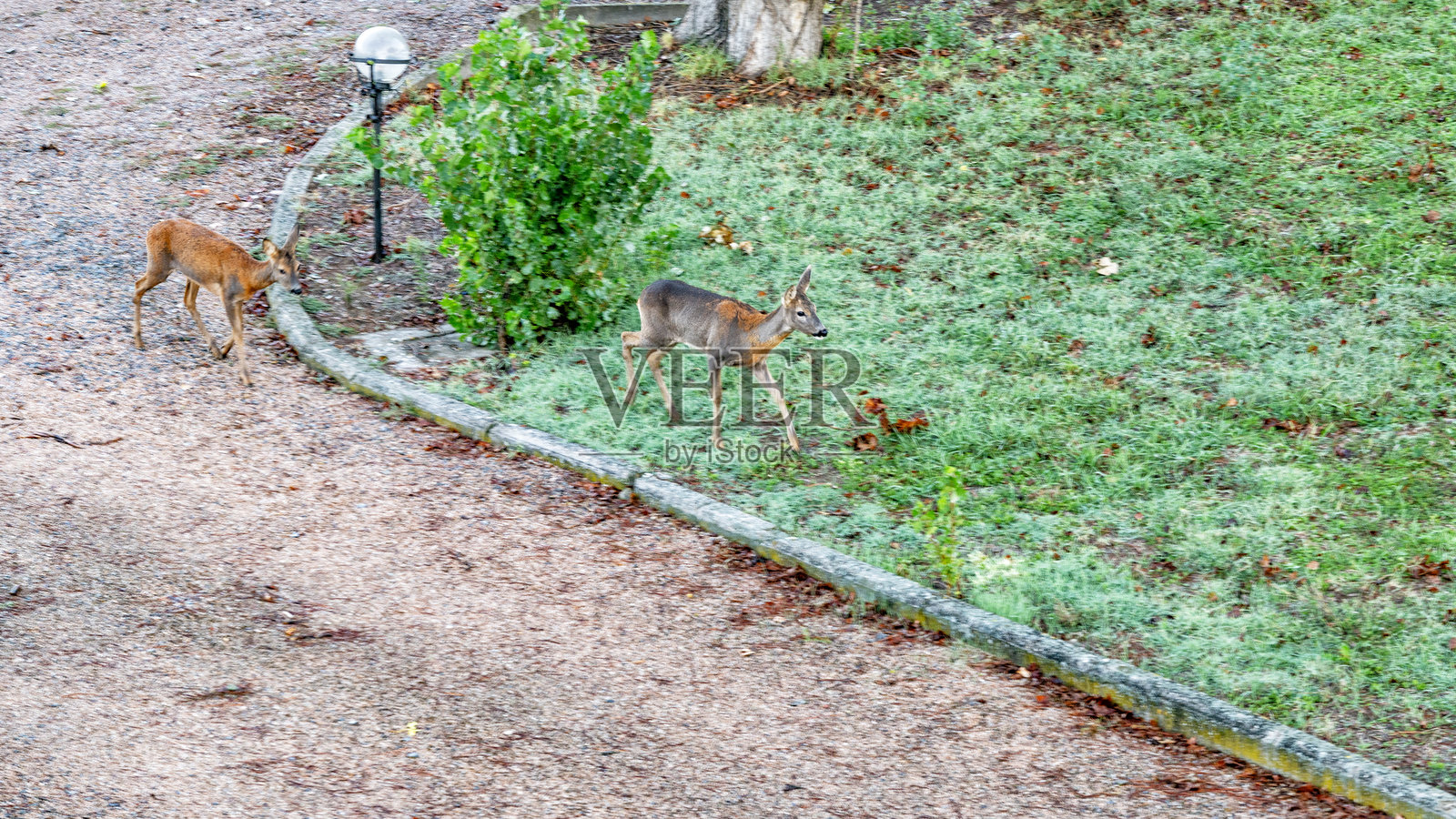 在意大利中部翁布里亚的乡村住宅院子里的梅花鹿照片摄影图片