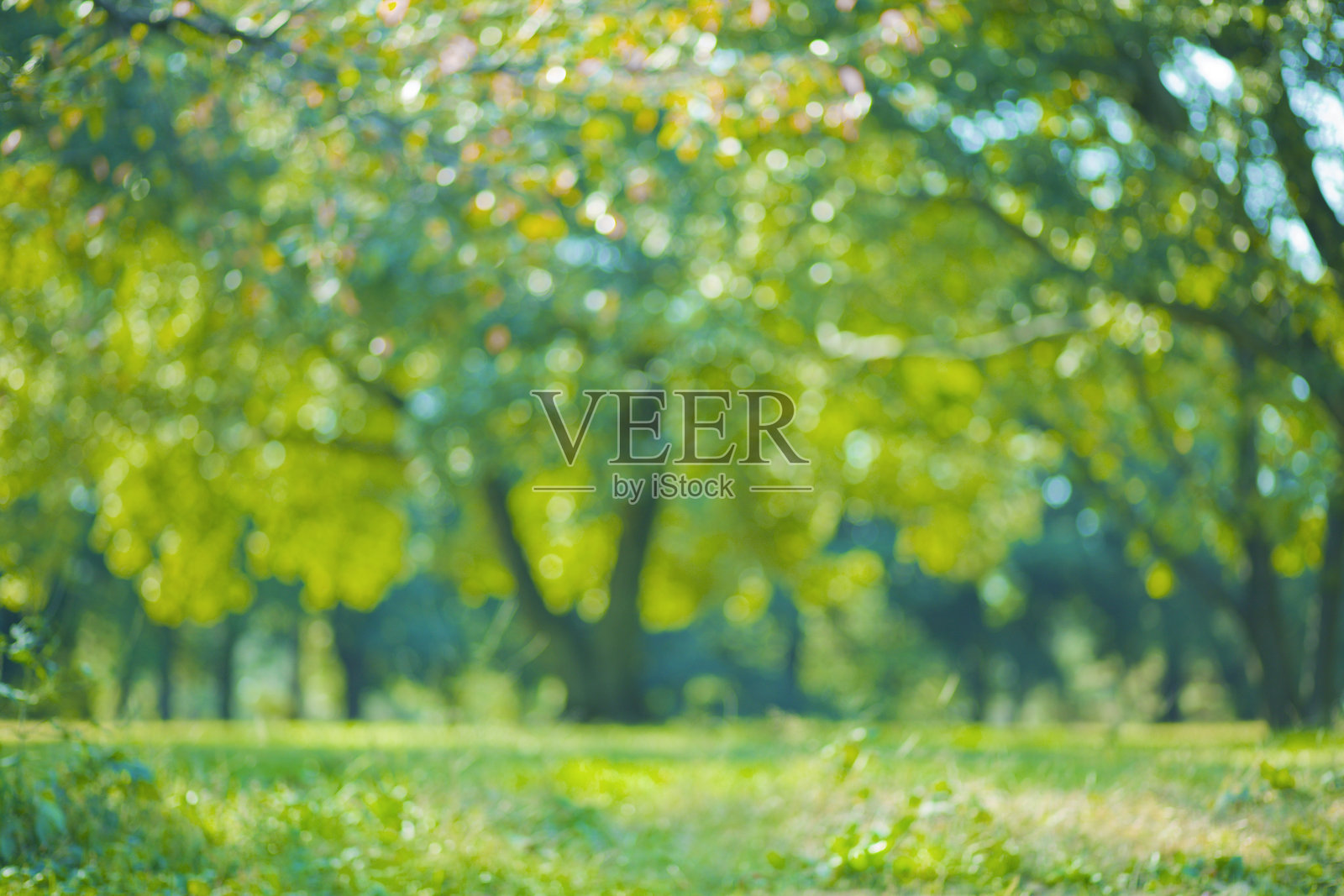 绿色森林模糊的散景背景照片摄影图片