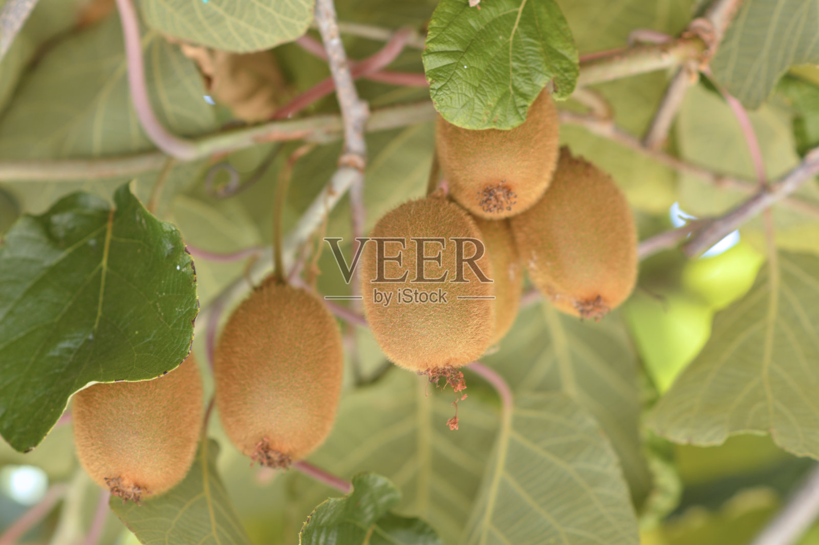 波雷奇,伊斯特拉的成熟猕猴桃树与果实照片摄影图片