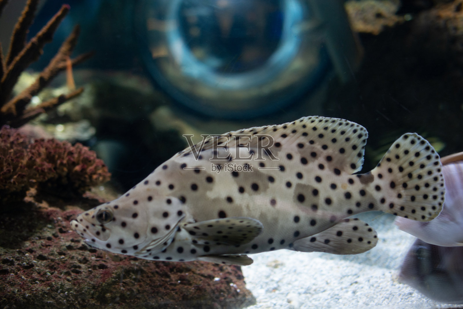 特写美丽多彩的鱼在水族箱中游动。照片摄影图片