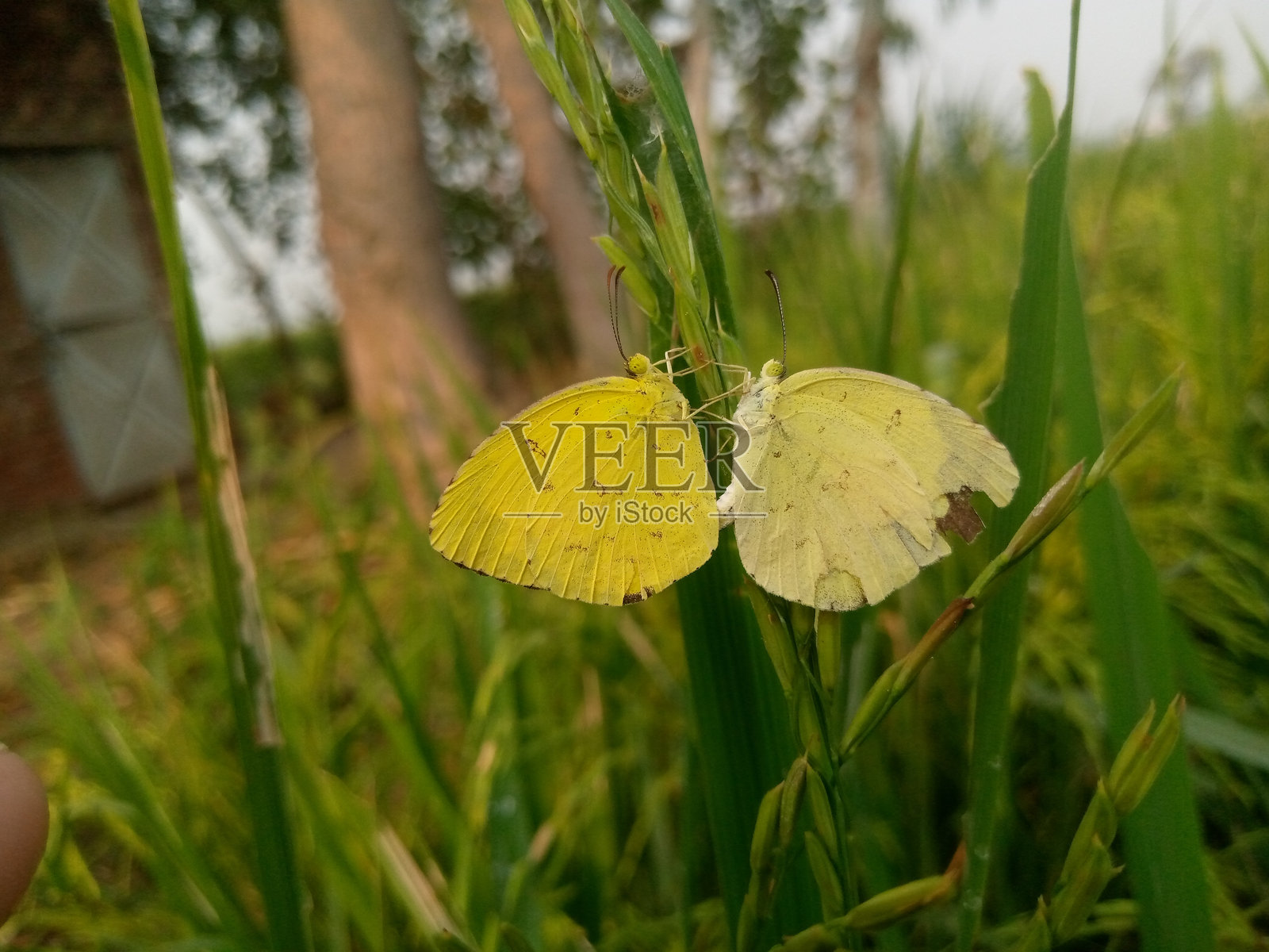 一对蝴蝶栖息在草地上照片摄影图片