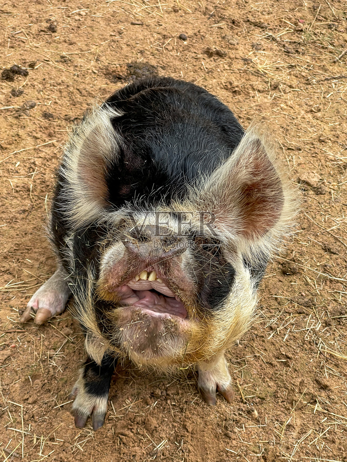 一只单独的黑色肚子猪正看着镜头,嘴巴张开,露出牙齿。照片摄影图片