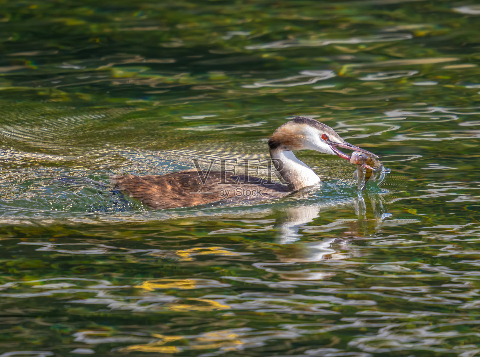 一只冠鸊鷉(podiceps cristatus)叼着一条新捕的鱼,瑞士圣加仑拉珀斯维尔的上苏黎世湖(Obersee)。照片摄影图片