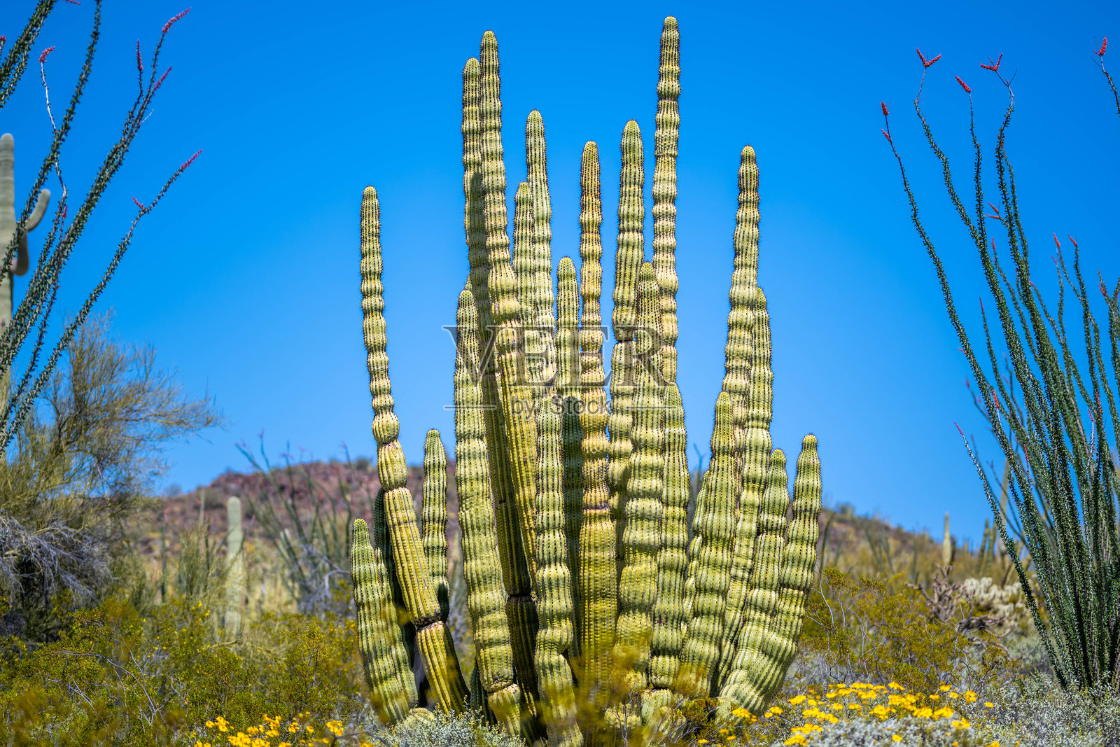 亚利桑那州的管风琴仙人掌国家公园中的管风琴仙人掌照片摄影图片