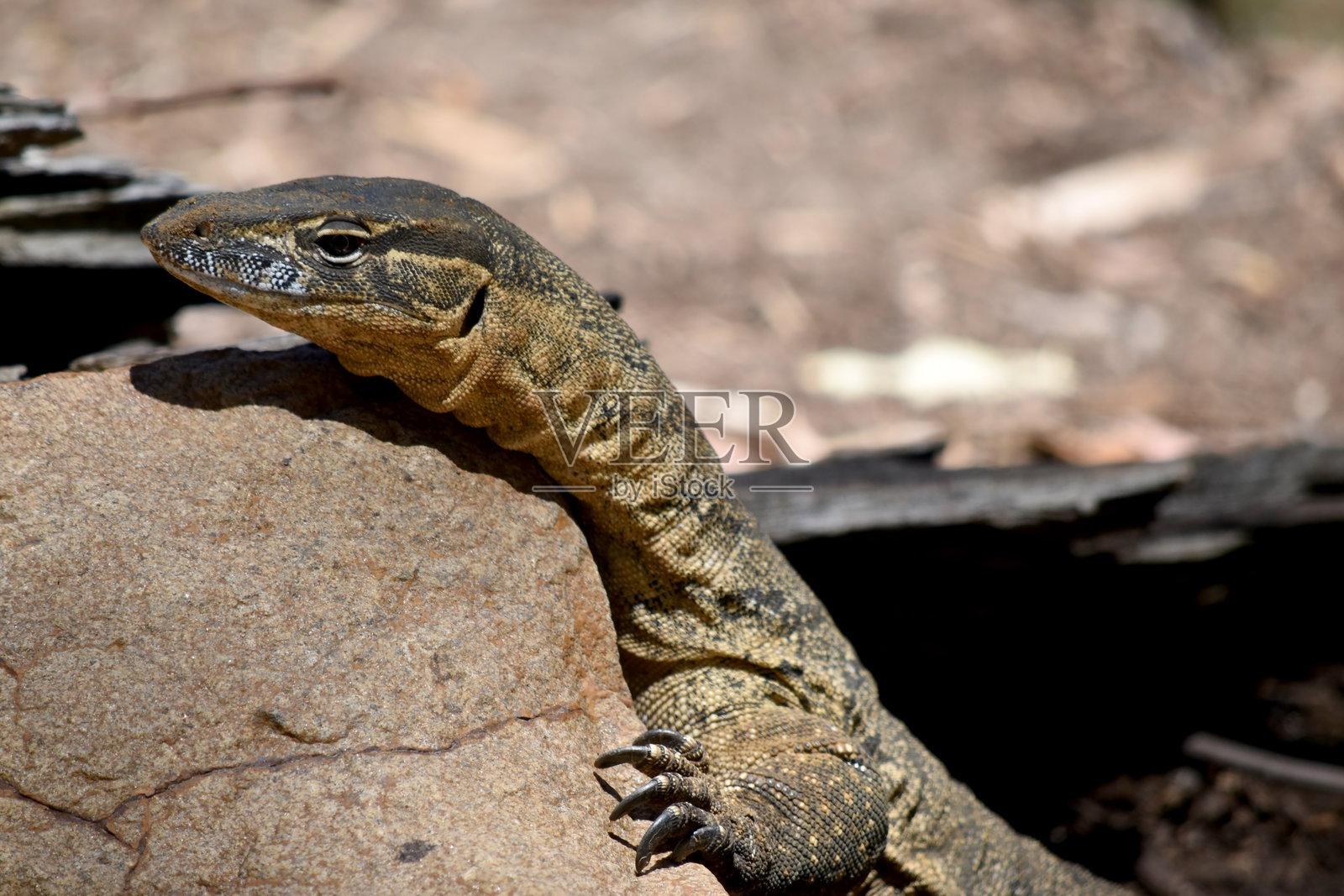 罗森伯格蜥蜴的背部为深灰色,上面有细小的黄色或白色斑点,颈部到尾部有成对的黑色横带。照片摄影图片