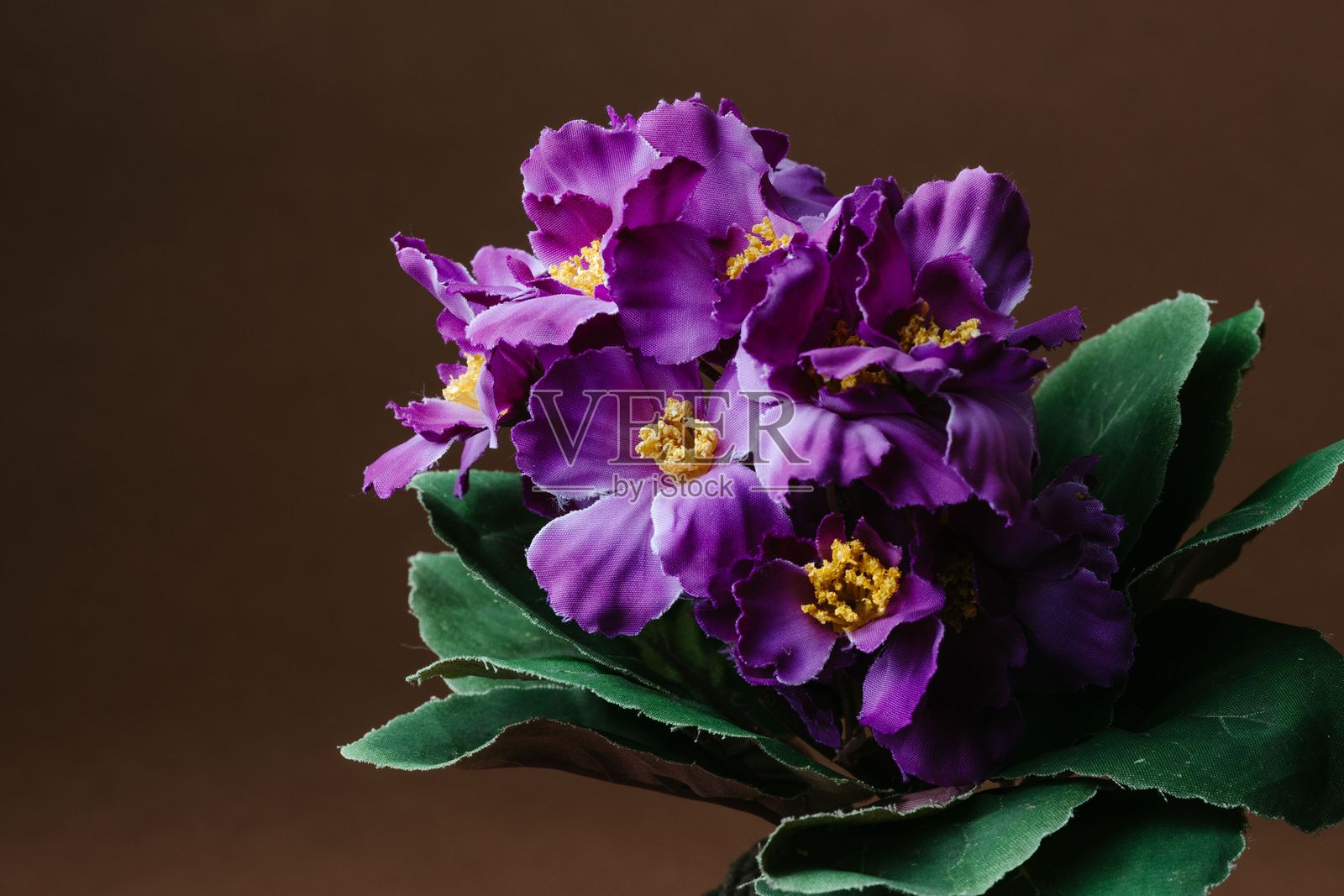 鲜艳的紫色花朵特写照片摄影图片