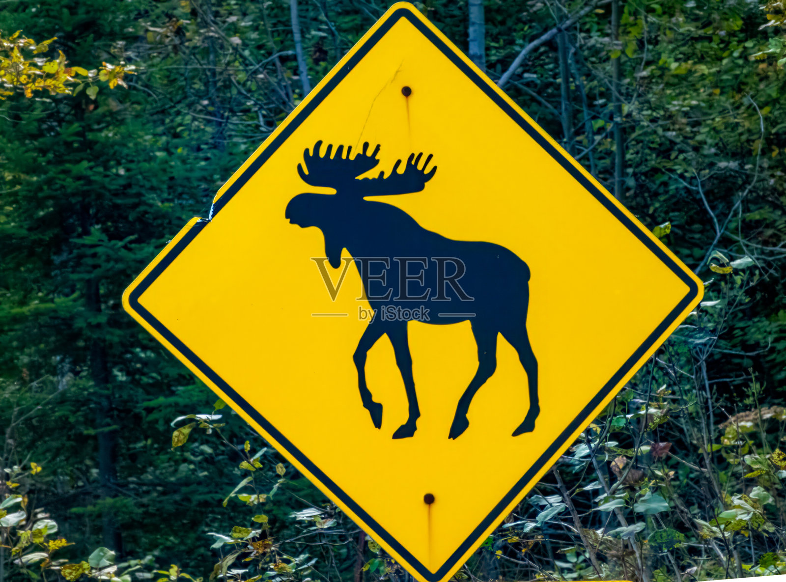 特写镜头显示一块路标,指示司机在加拿大魁北克省拉贝的萨根奈峡湾让行驼鹿。照片摄影图片