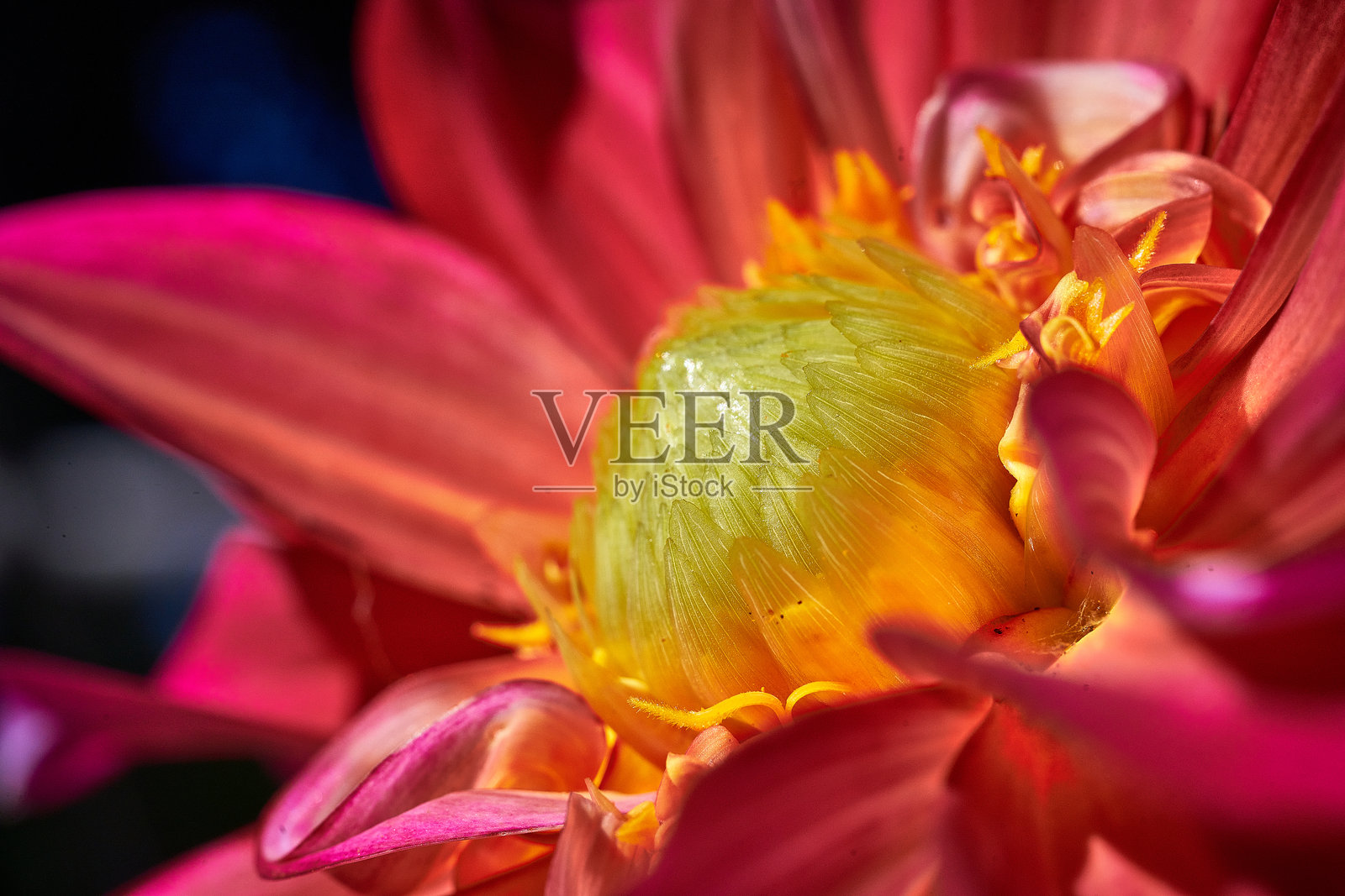 粉色大丽花特写,带有黄色雄蕊照片摄影图片