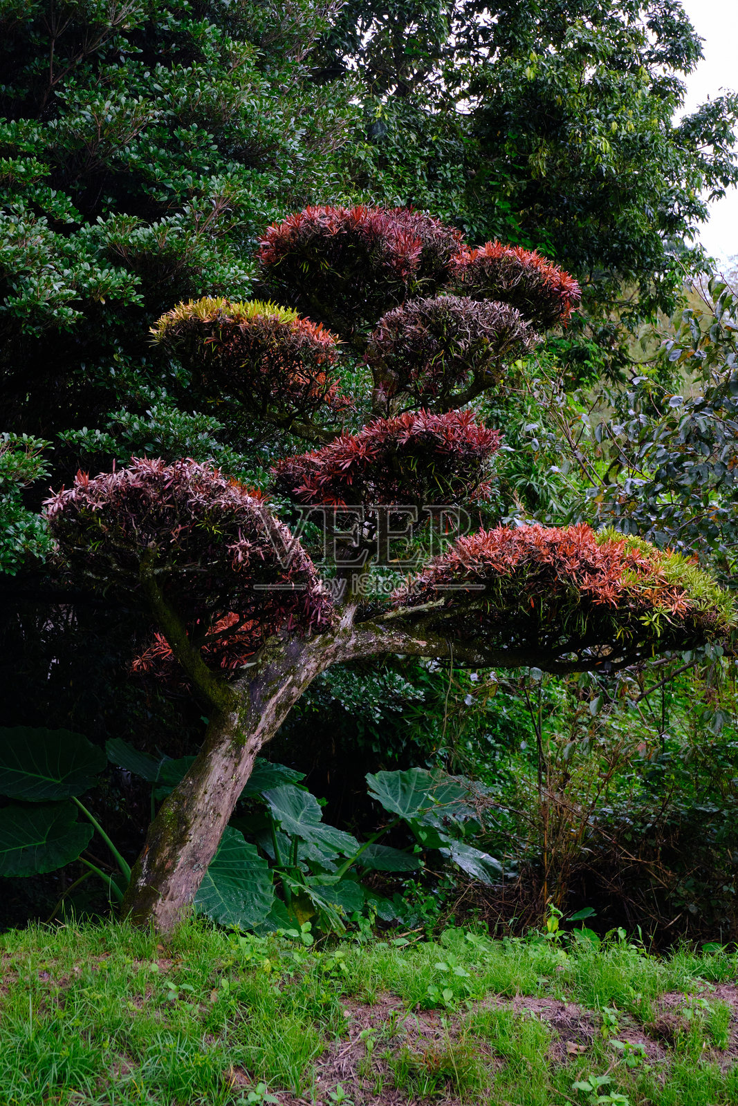 松树在秋天变红照片摄影图片