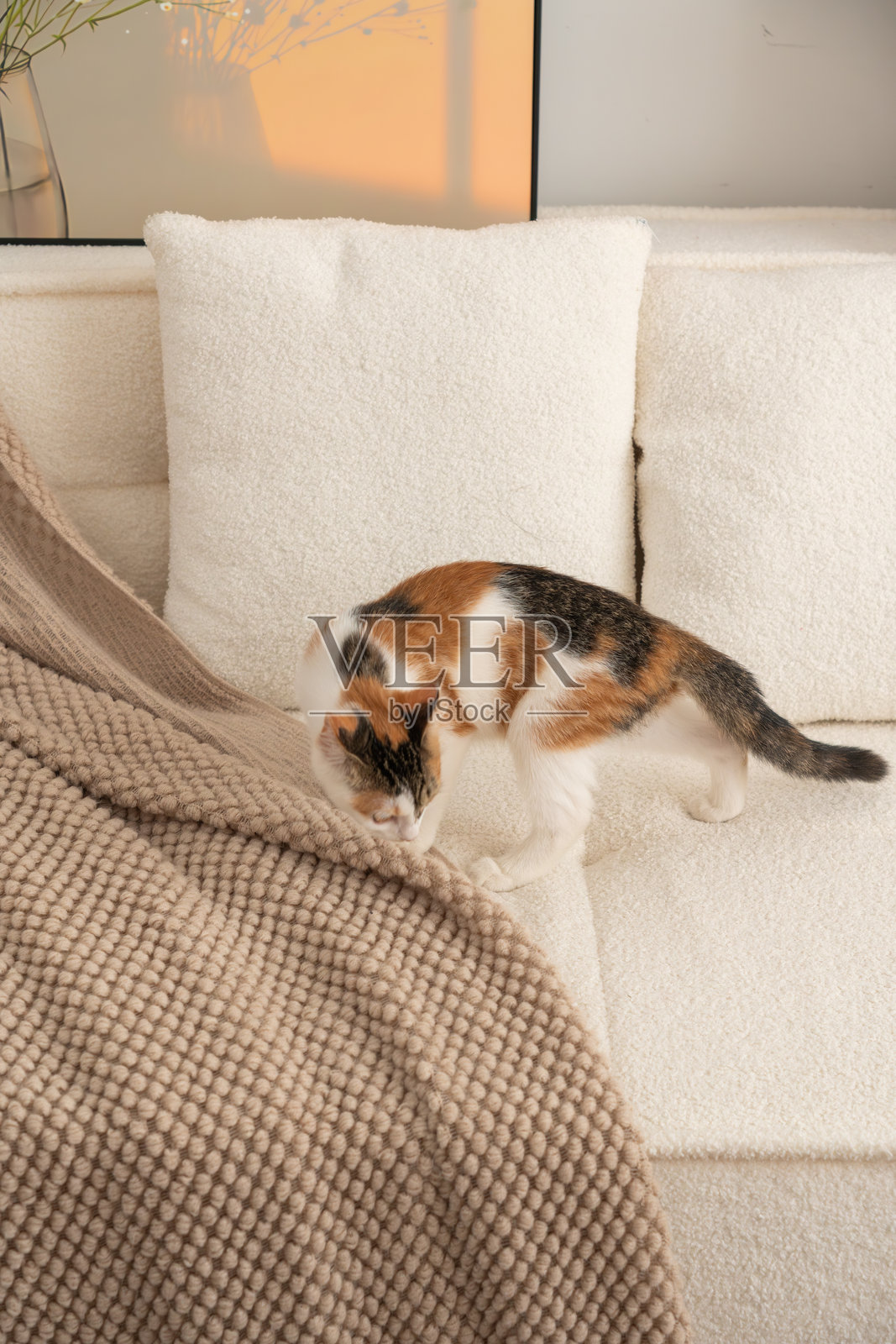 三色猫嗅着浅棕色的毛毯照片摄影图片