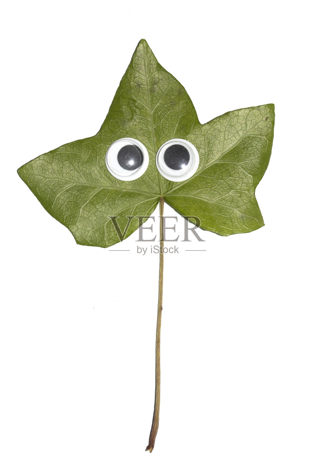 搞笑的秋叶植物,带有护目镜眼睛,背景为白色照片摄影图片