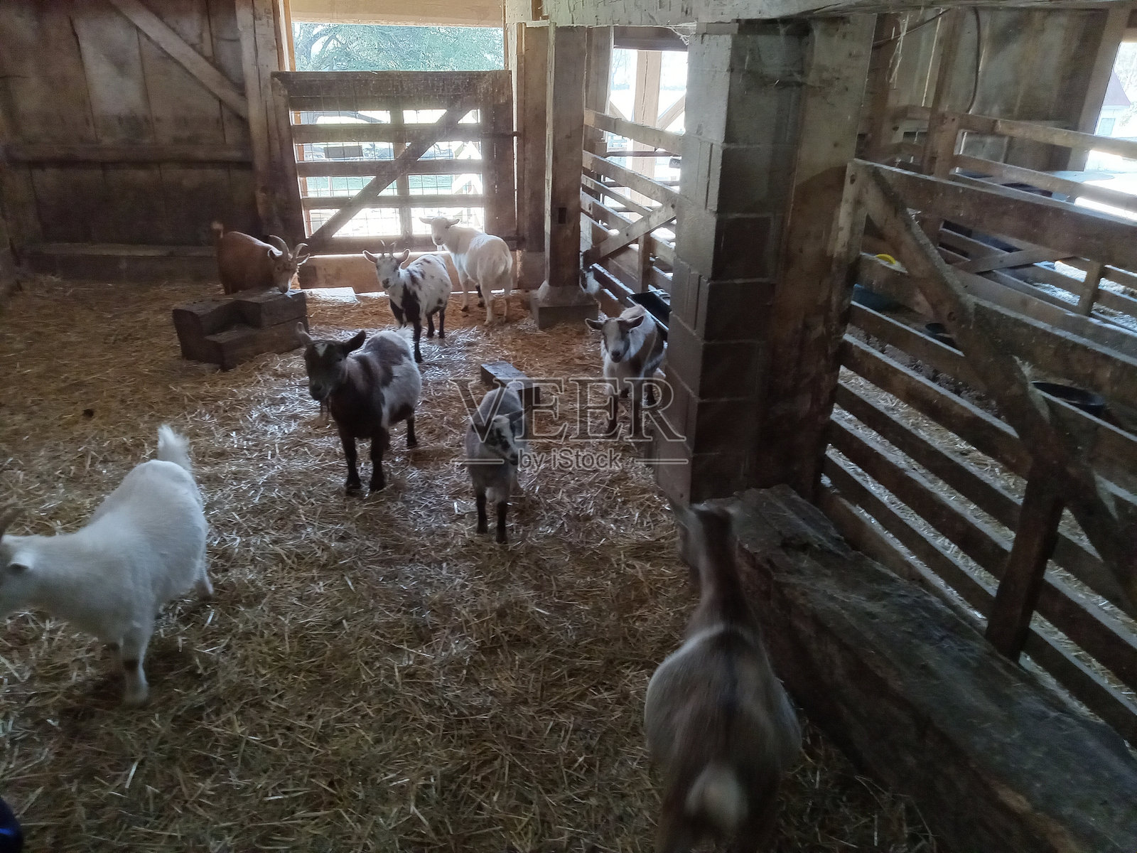 山羊照片摄影图片