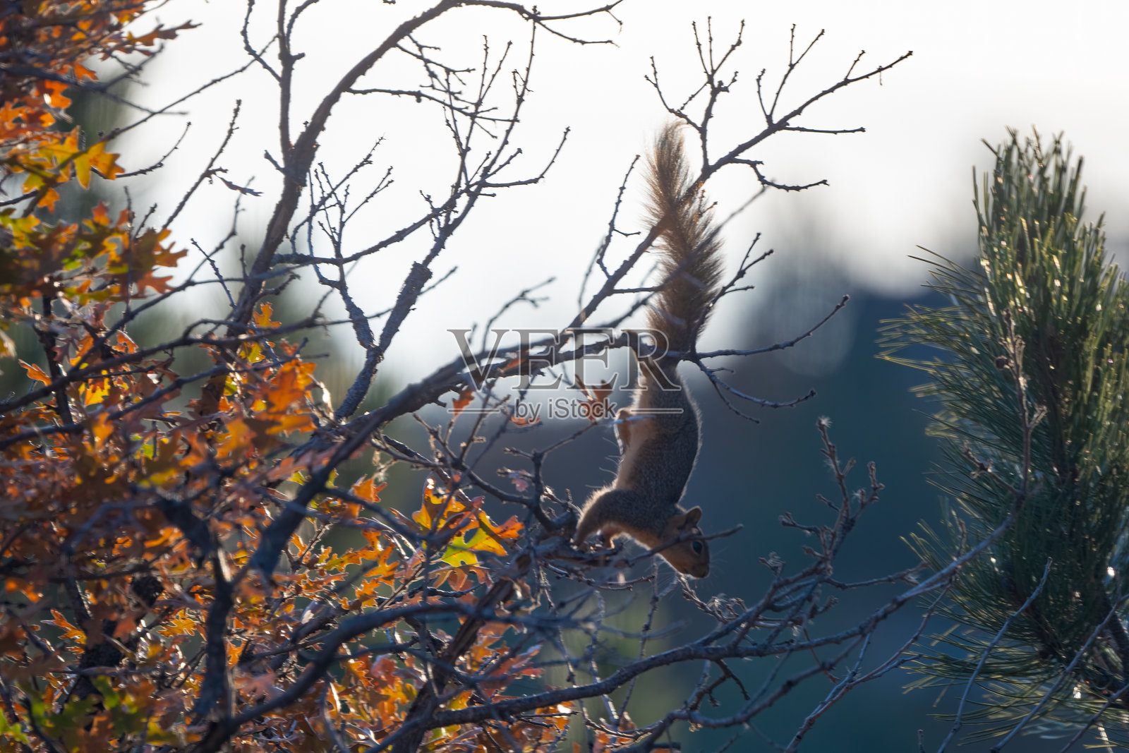 在美国北美科罗拉多州科罗拉多斯普林斯的橡树上,松鼠正在收集橡果,为冬天做准备。照片摄影图片