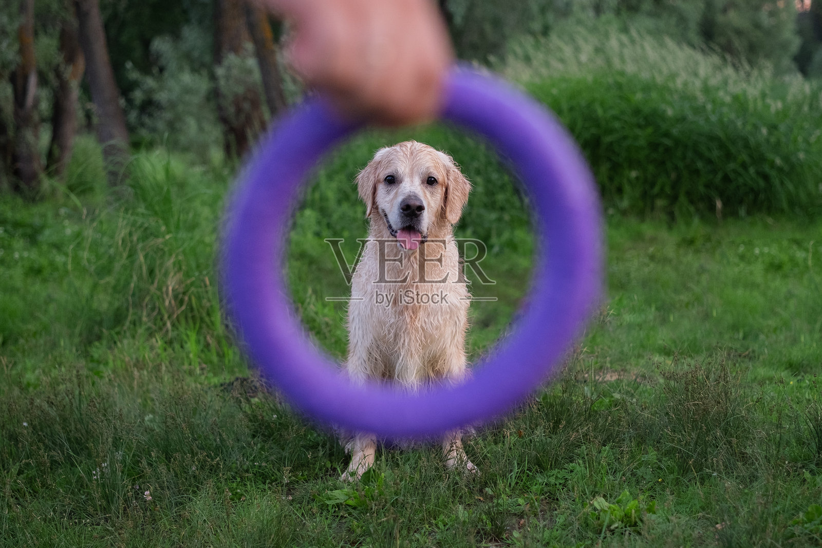 一只快乐的狗在河边玩环形玩具。主人带着一只金毛寻回犬在大自然中散步。照片摄影图片