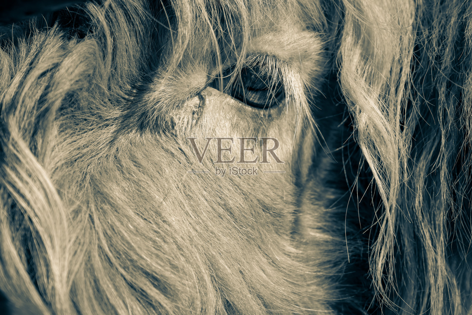 高地牛眼睛的特写视角照片摄影图片