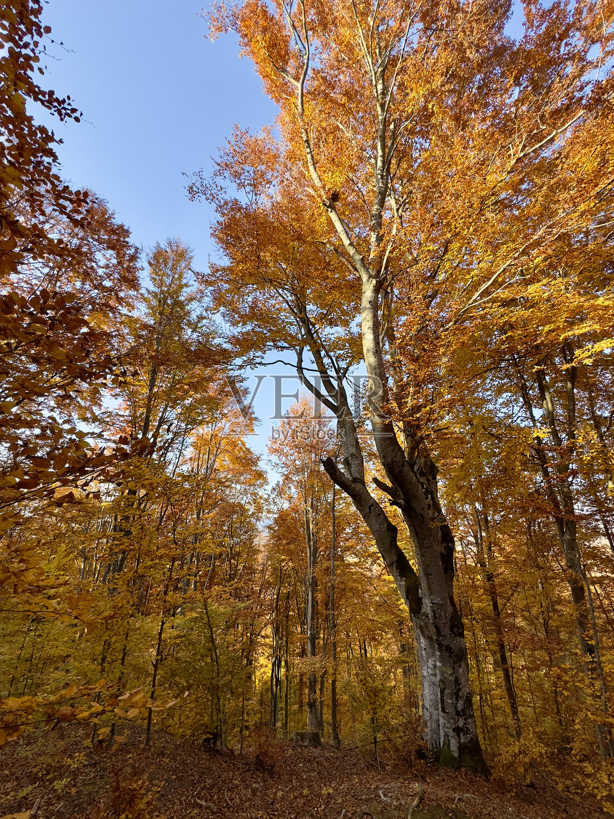 美丽的自然照片摄影图片