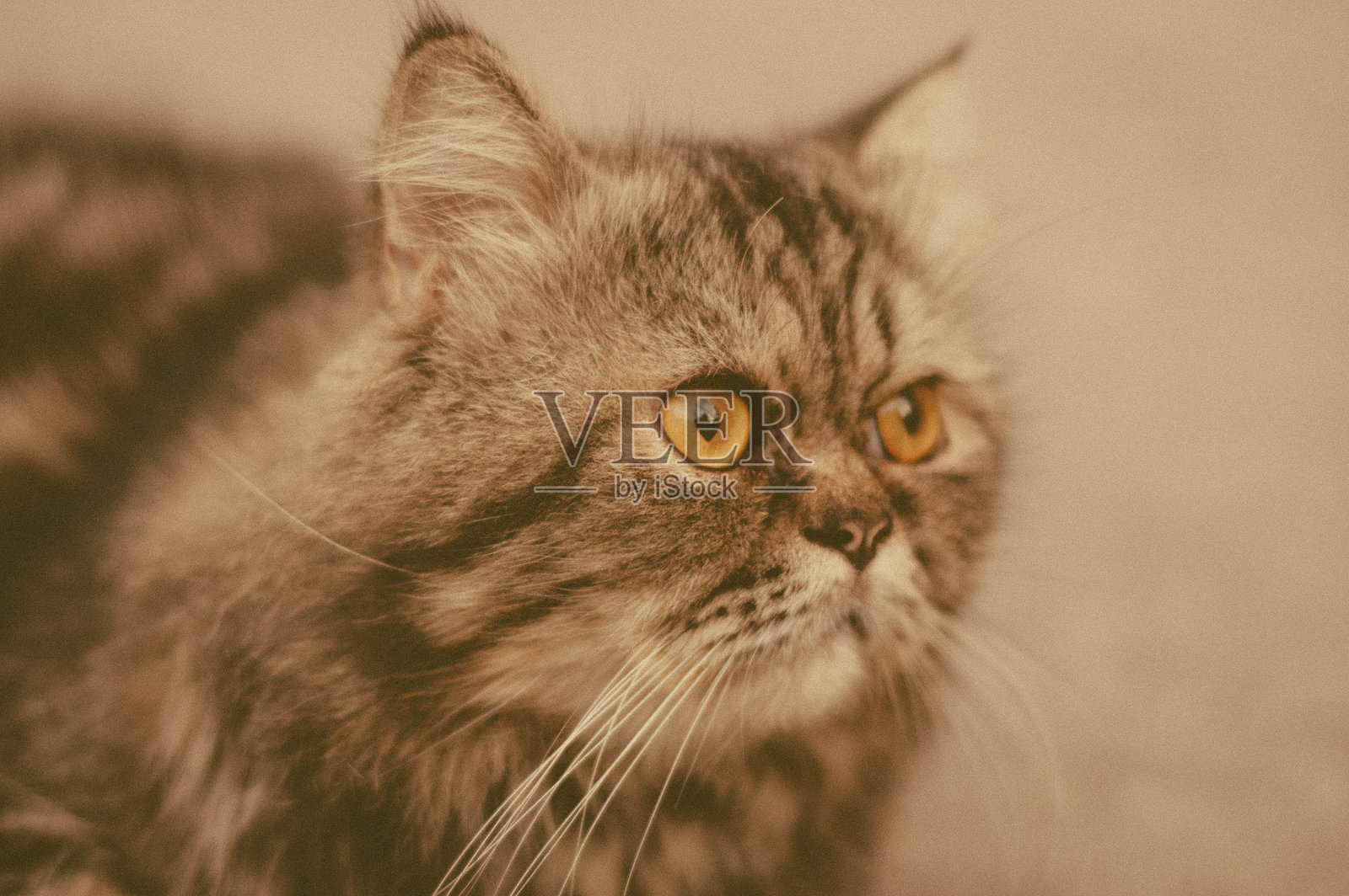 虎斑波斯猫照片摄影图片