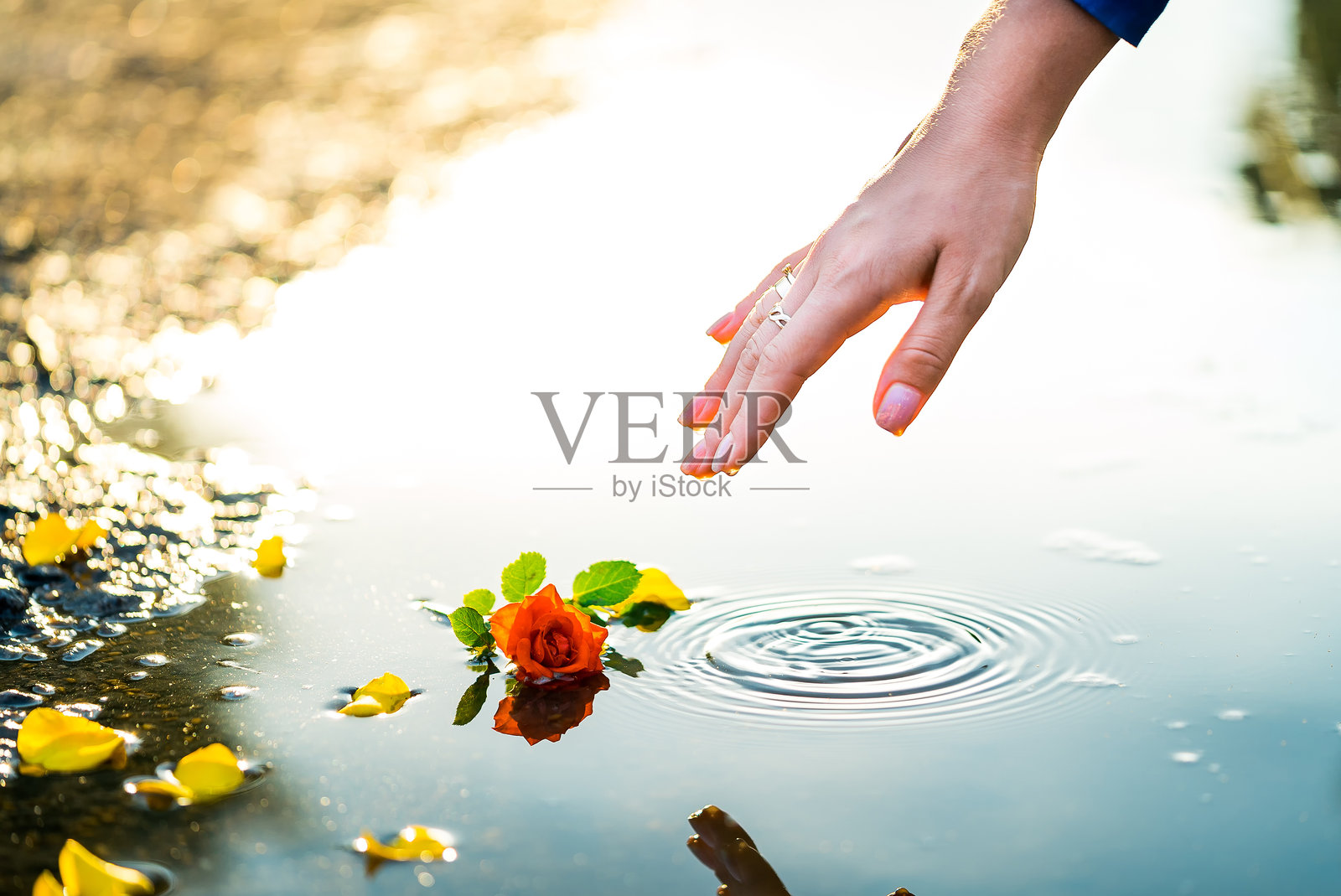 一个人伸手去摘水中的花照片摄影图片