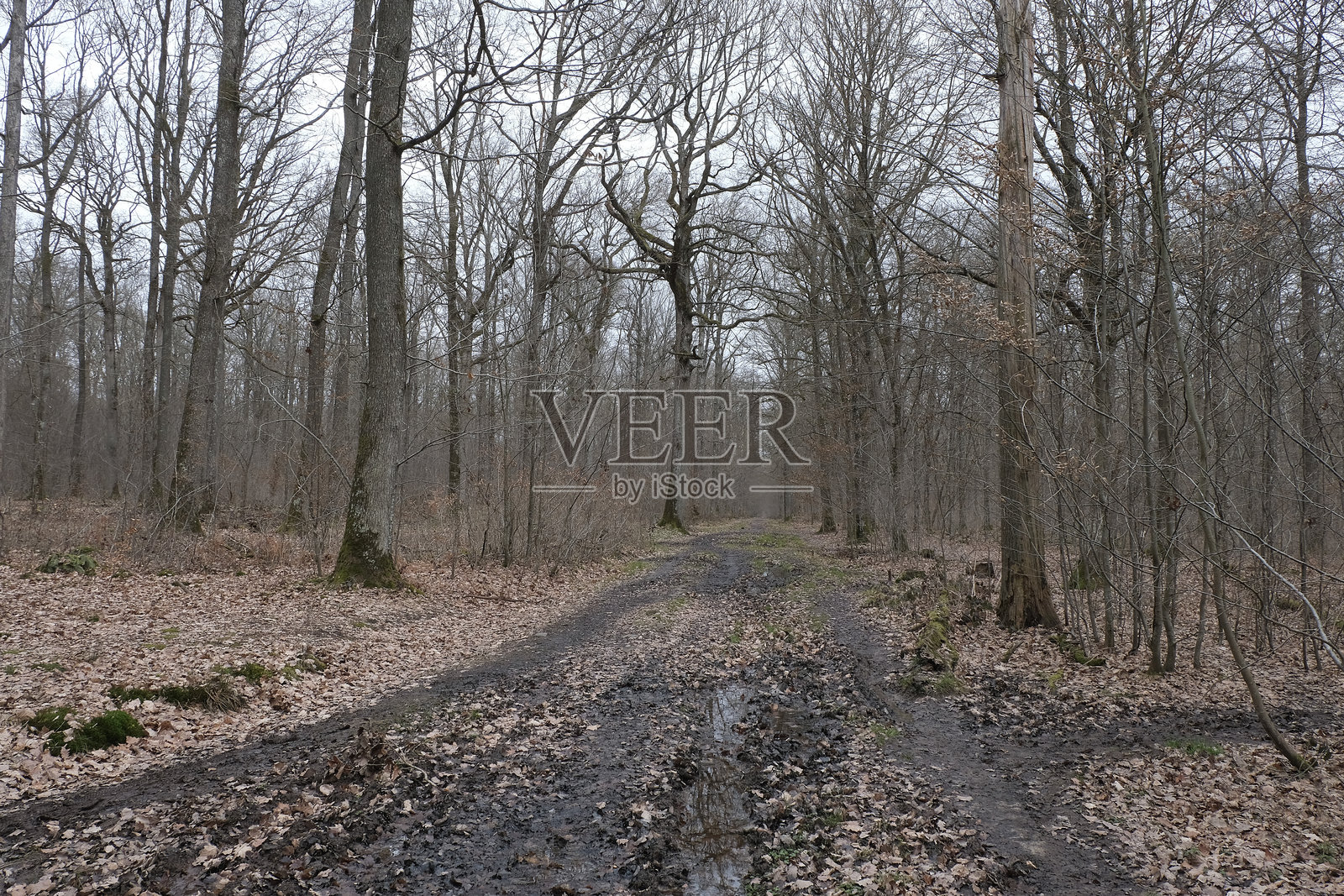 冬天的树木照片摄影图片