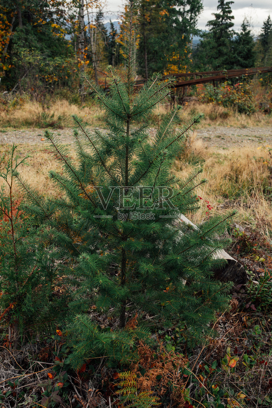 年轻的道格拉斯冷杉树照片摄影图片