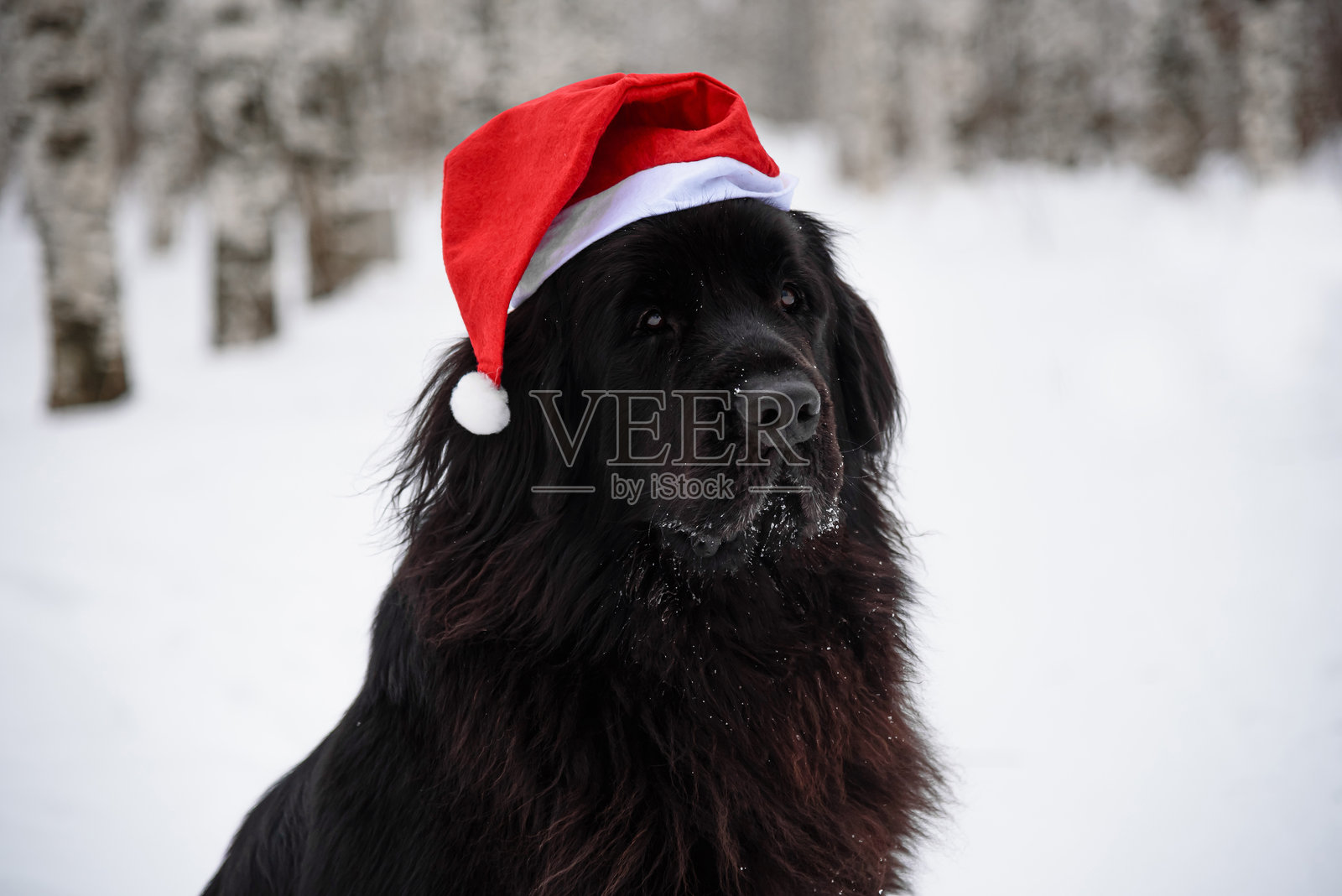 纽芬兰犬戴着红色圣诞帽照片摄影图片
