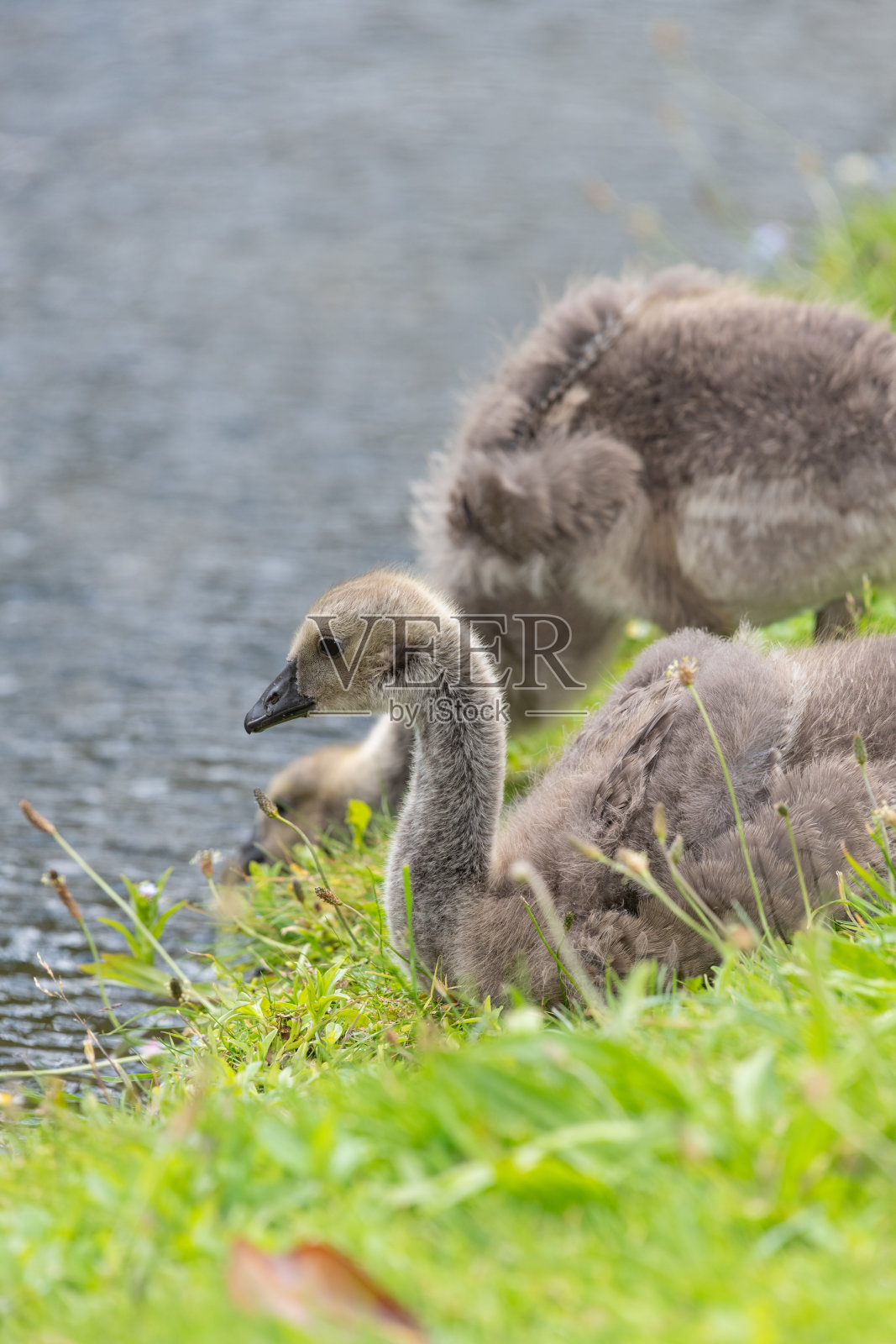 加拿大鹅(Branta canadensis)雏鹅照片摄影图片