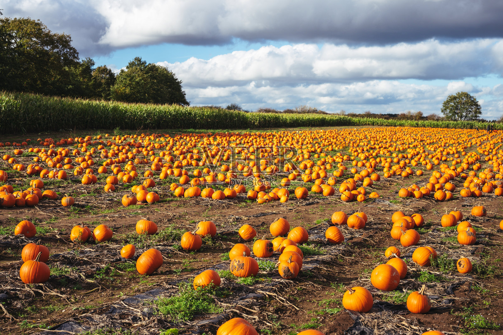 丰收的南瓜田,准备为万圣节雕刻的新鲜橙色秋季节日南瓜水果合集照片摄影图片
