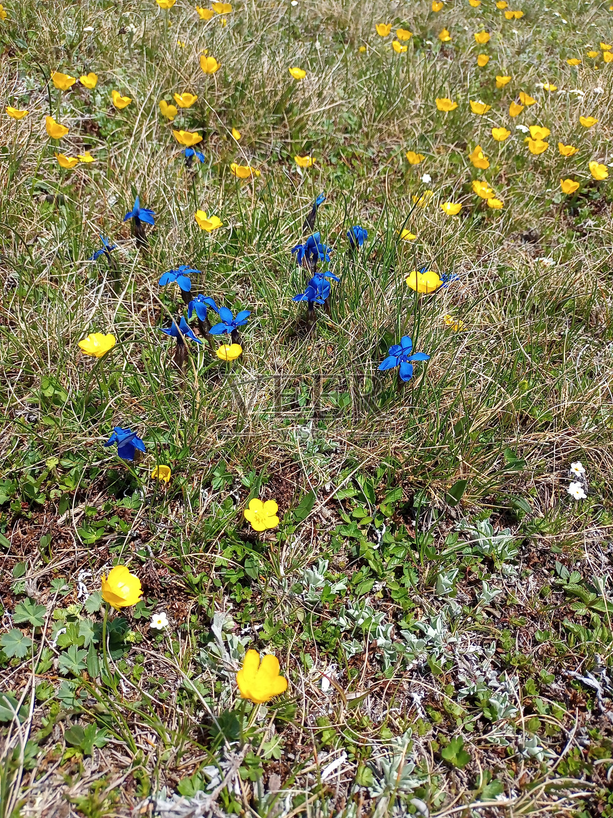布热奇山,布斯特尼县的一个公社照片摄影图片