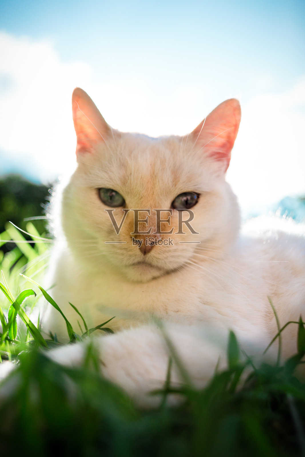 查理猫照片摄影图片