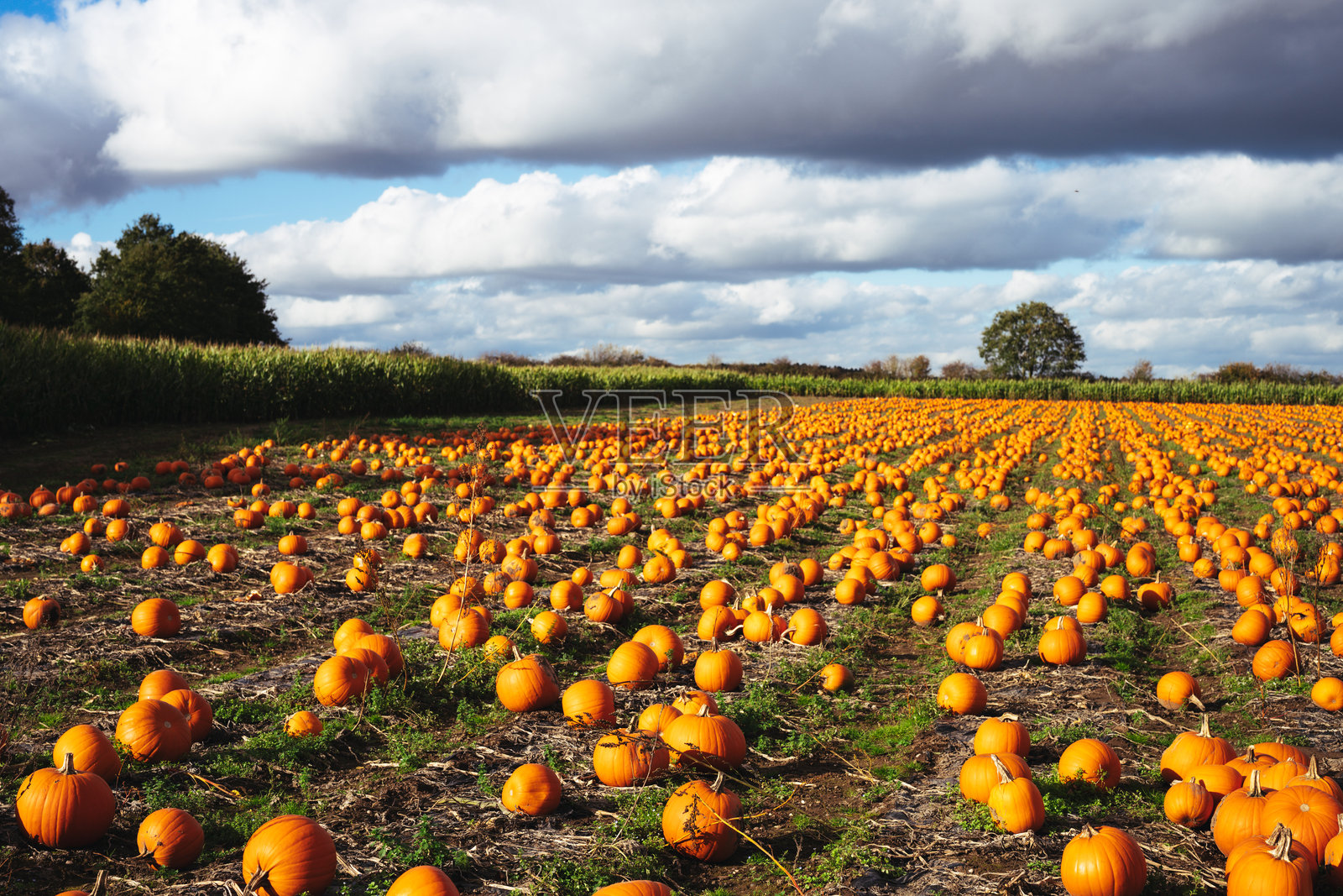 丰收的南瓜田,准备为万圣节雕刻的新鲜橙色秋季节日南瓜水果合集照片摄影图片