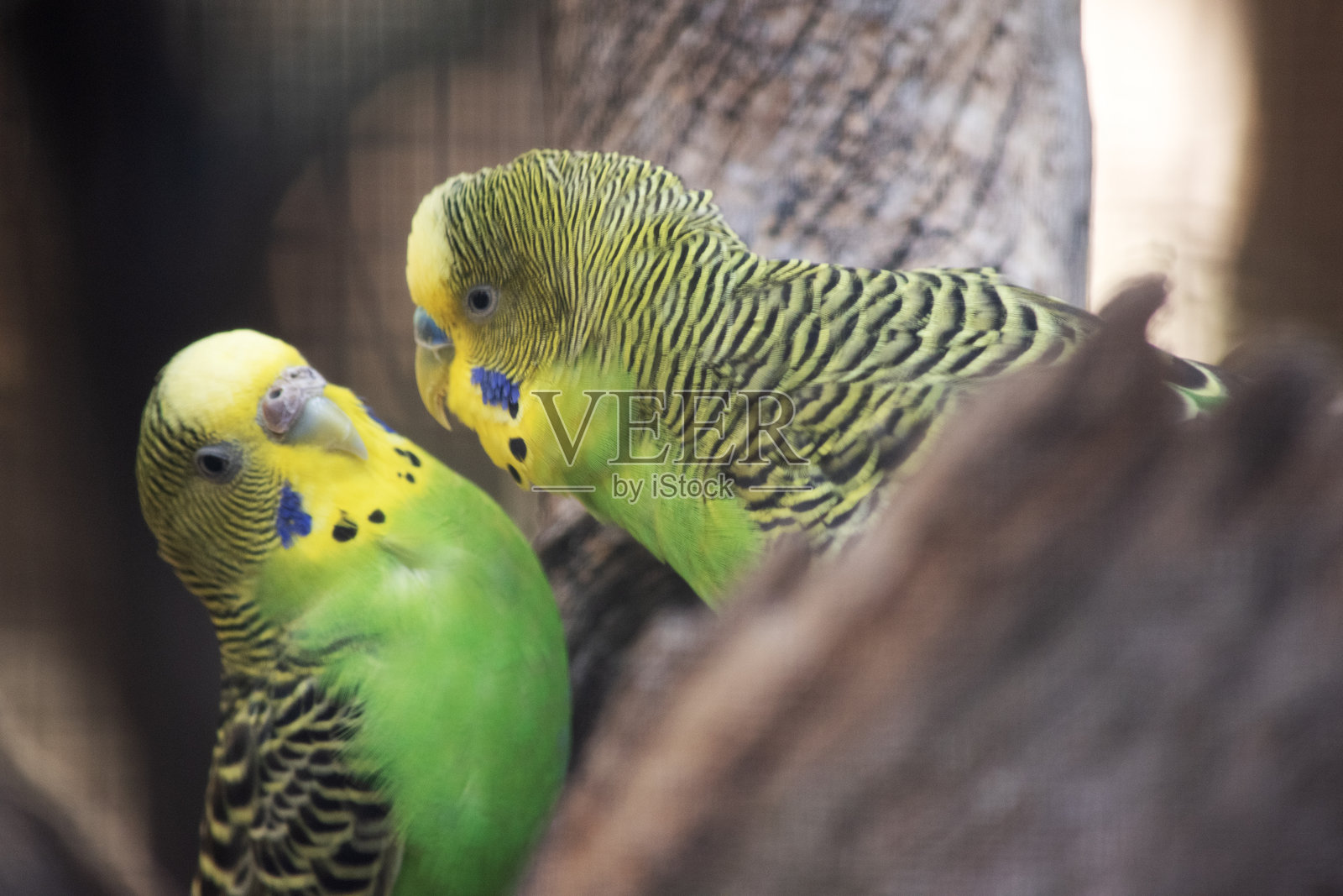两只鹦鹉栖息在树上照片摄影图片