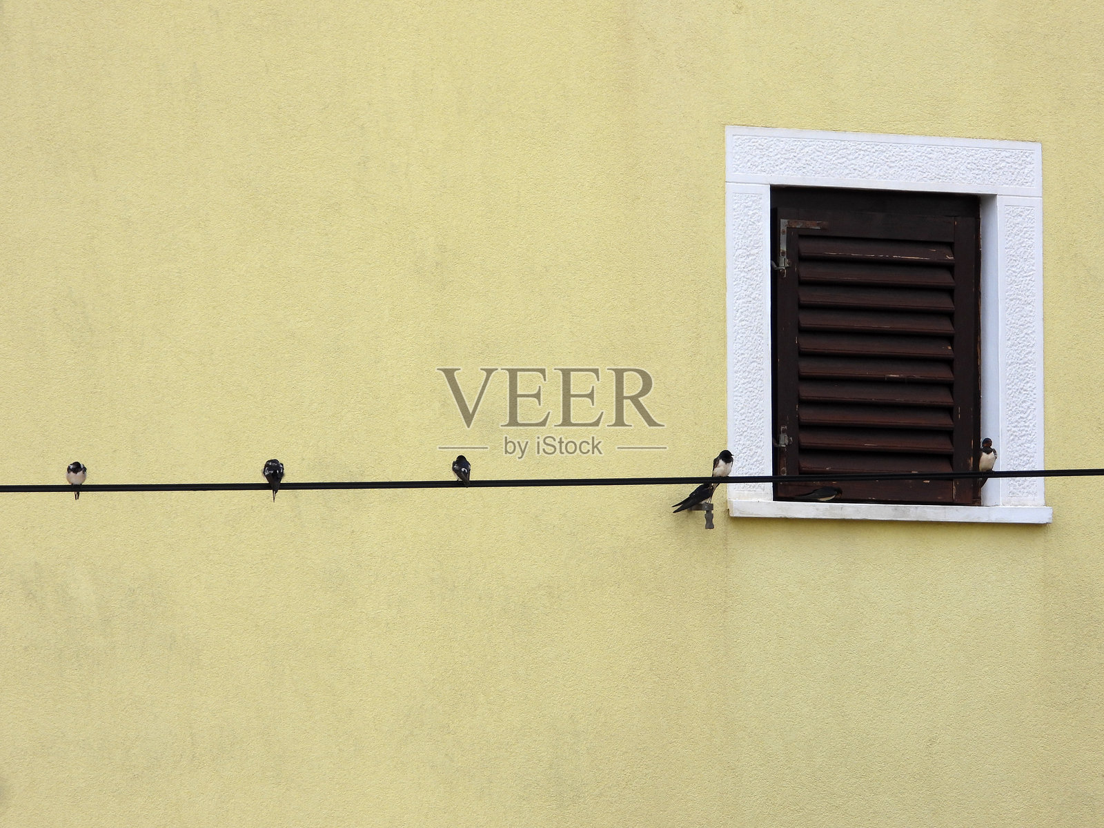 燕子与幼鸟栖息在电线上照片摄影图片