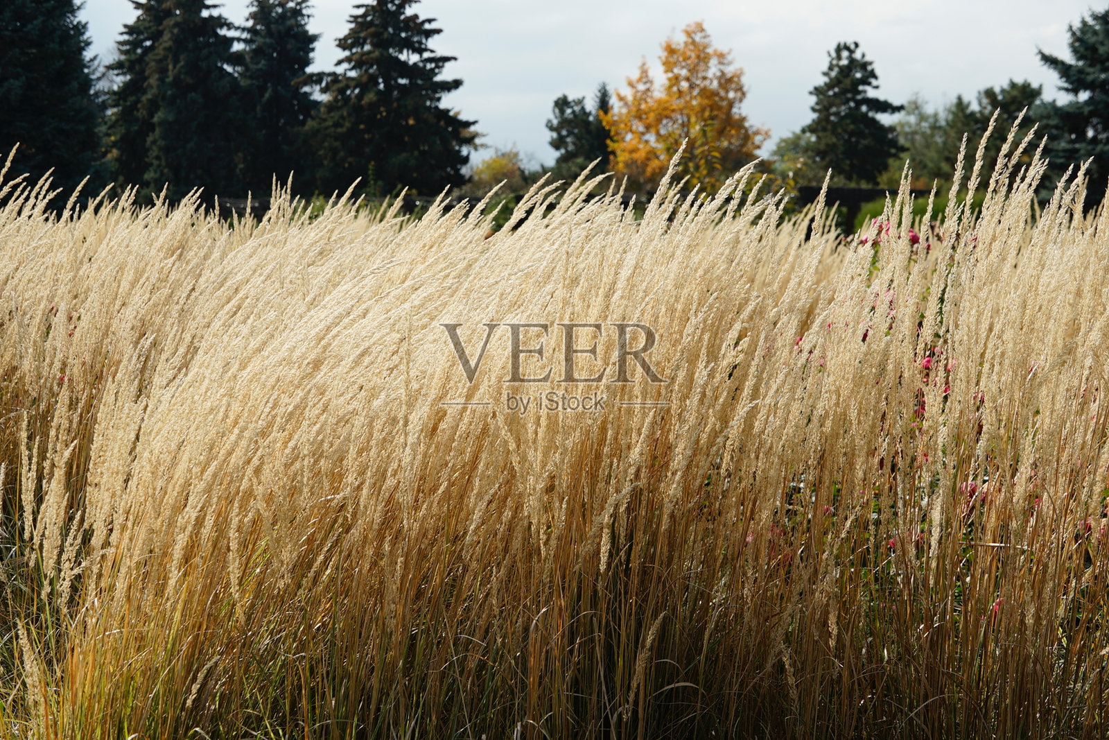 鲜花,明亮的花朵,花海,灌木,夏天,自然,盛开的花朵,草地照片摄影图片