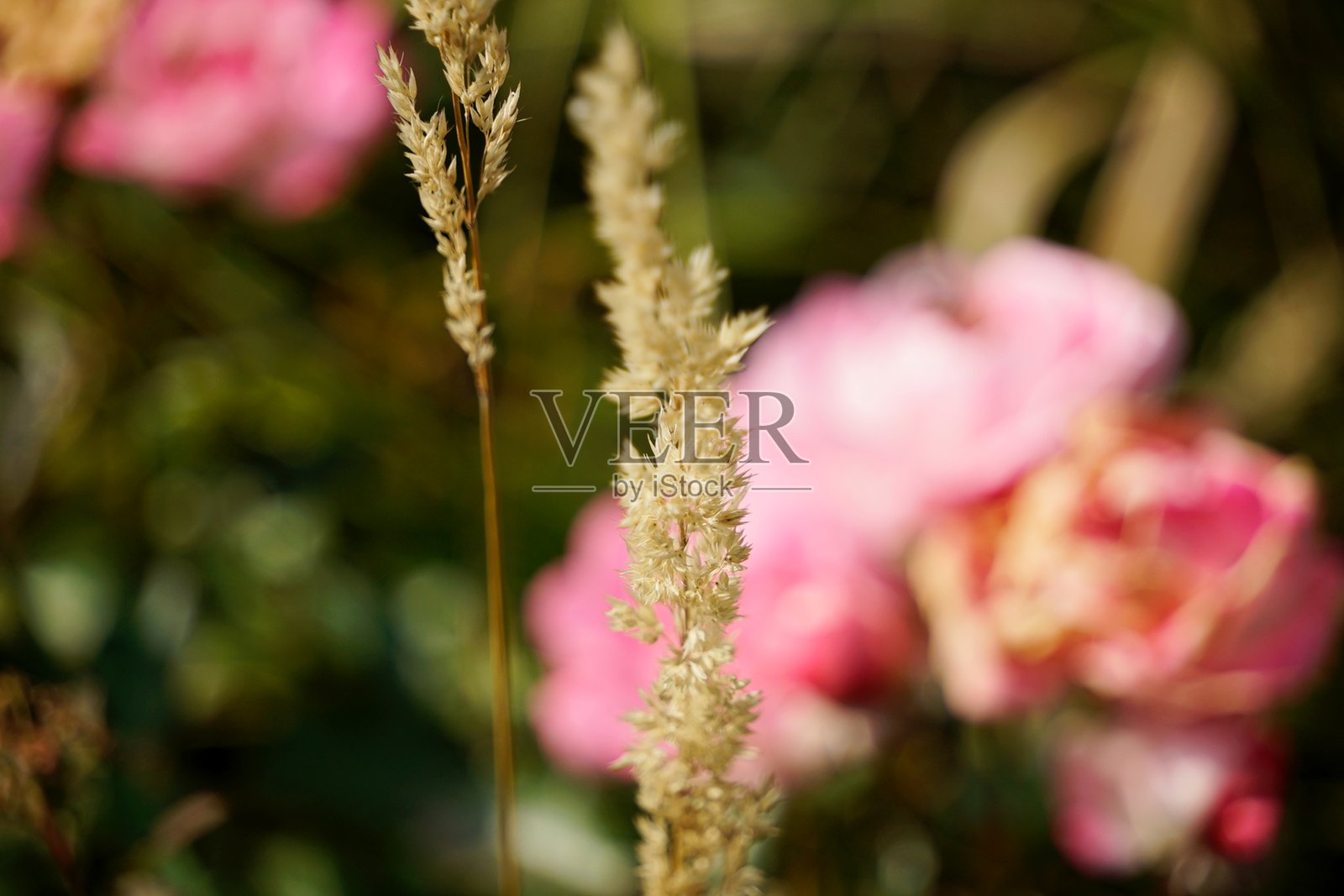 鲜花,绚丽的花朵,花海,灌木,夏天,大自然,盛开的花朵,草地照片摄影图片