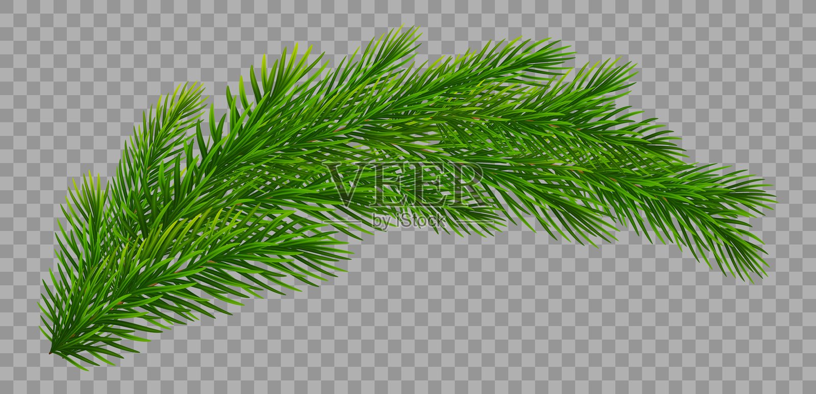 透明背景上的圣诞冷杉树枝。用于圣诞装饰的松树、云杉绿色树枝。矢量插图。插画图片素材