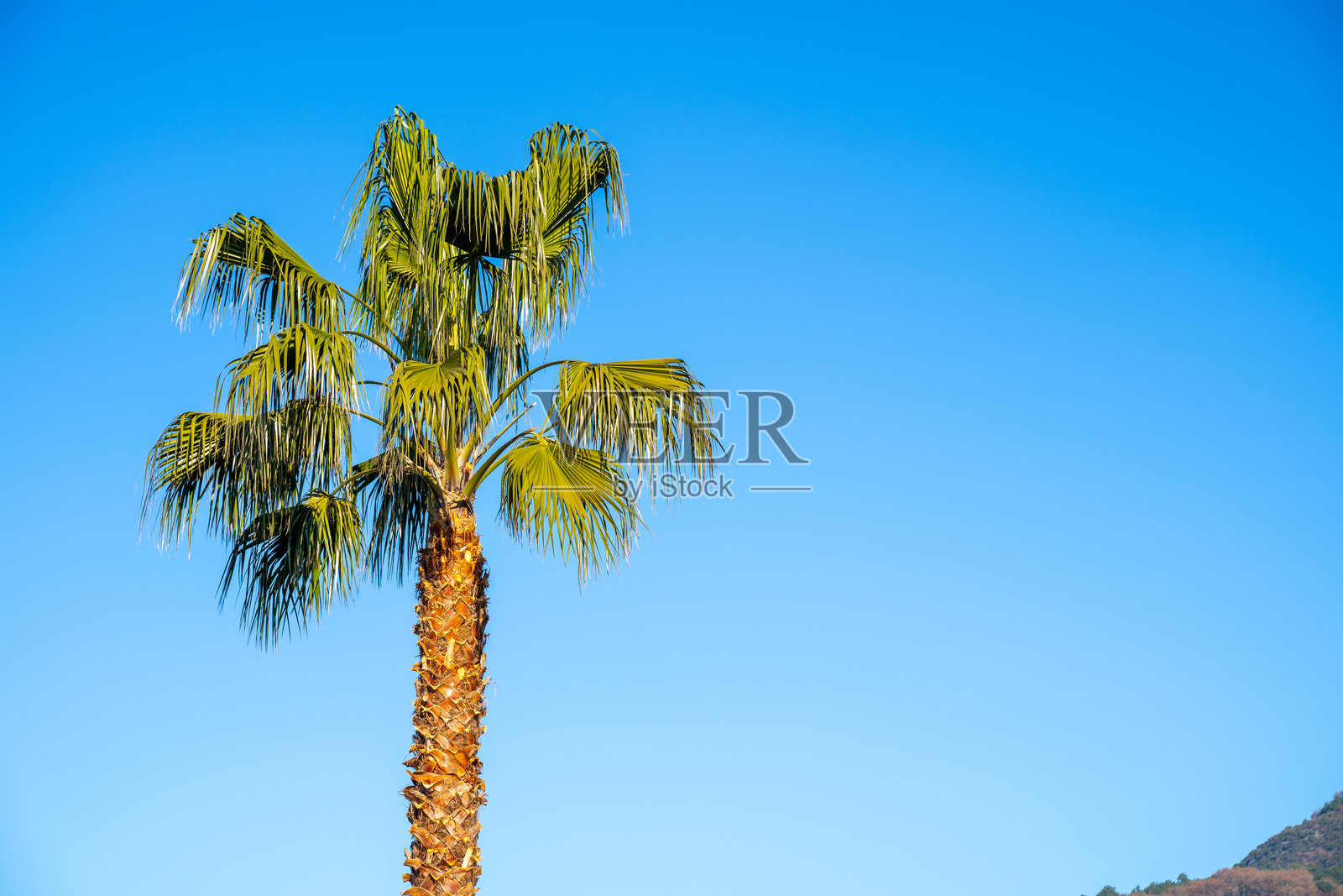 孤立的棕榈树与晴朗的蓝天相映成趣照片摄影图片