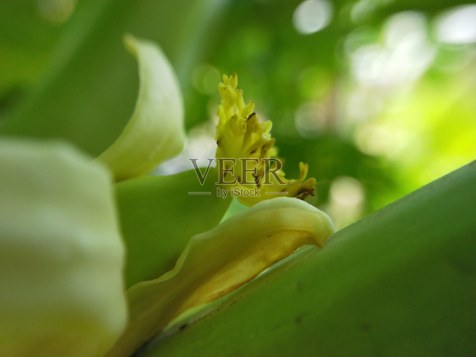 木瓜照片摄影图片