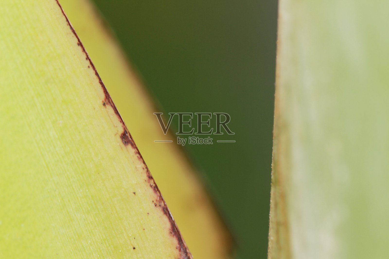 香蕉树纤维和色彩的抽象背景照片摄影图片