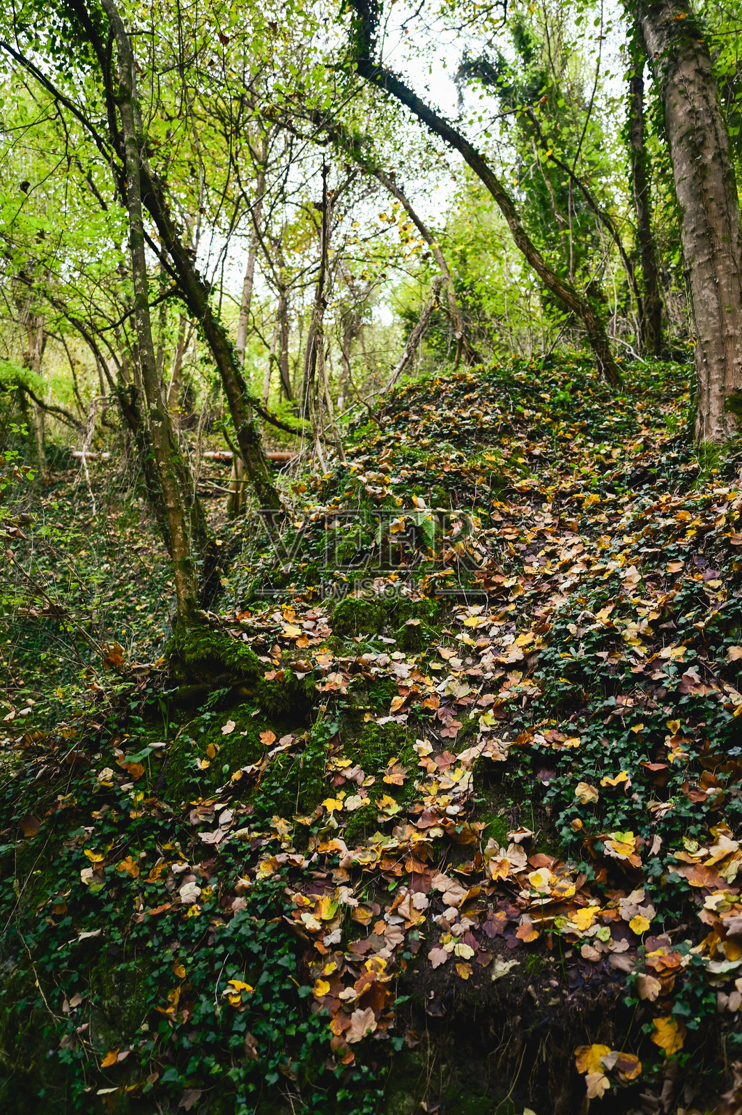 秋季林地的森林地面。照片摄影图片