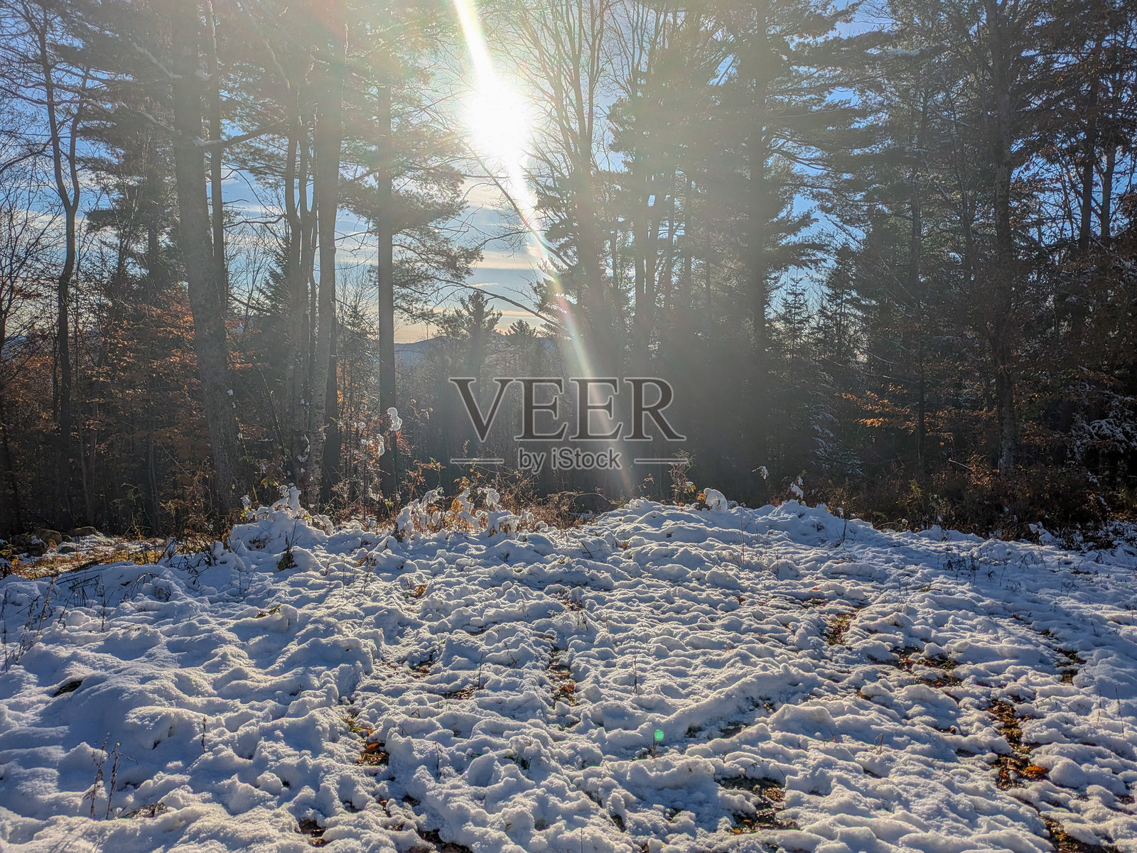 被树木环绕并覆盖着雪的田野照片摄影图片