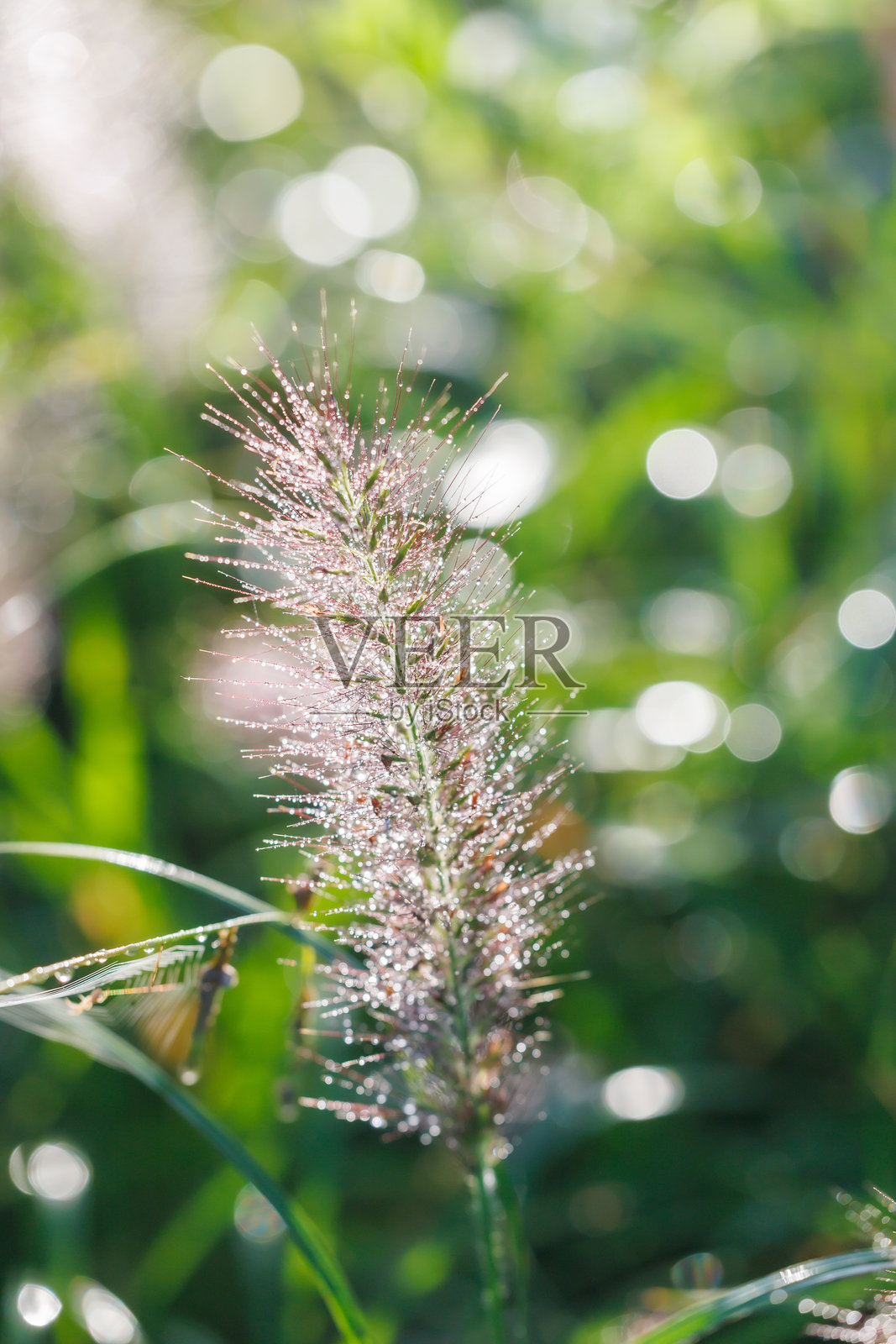 紫色野草照片摄影图片
